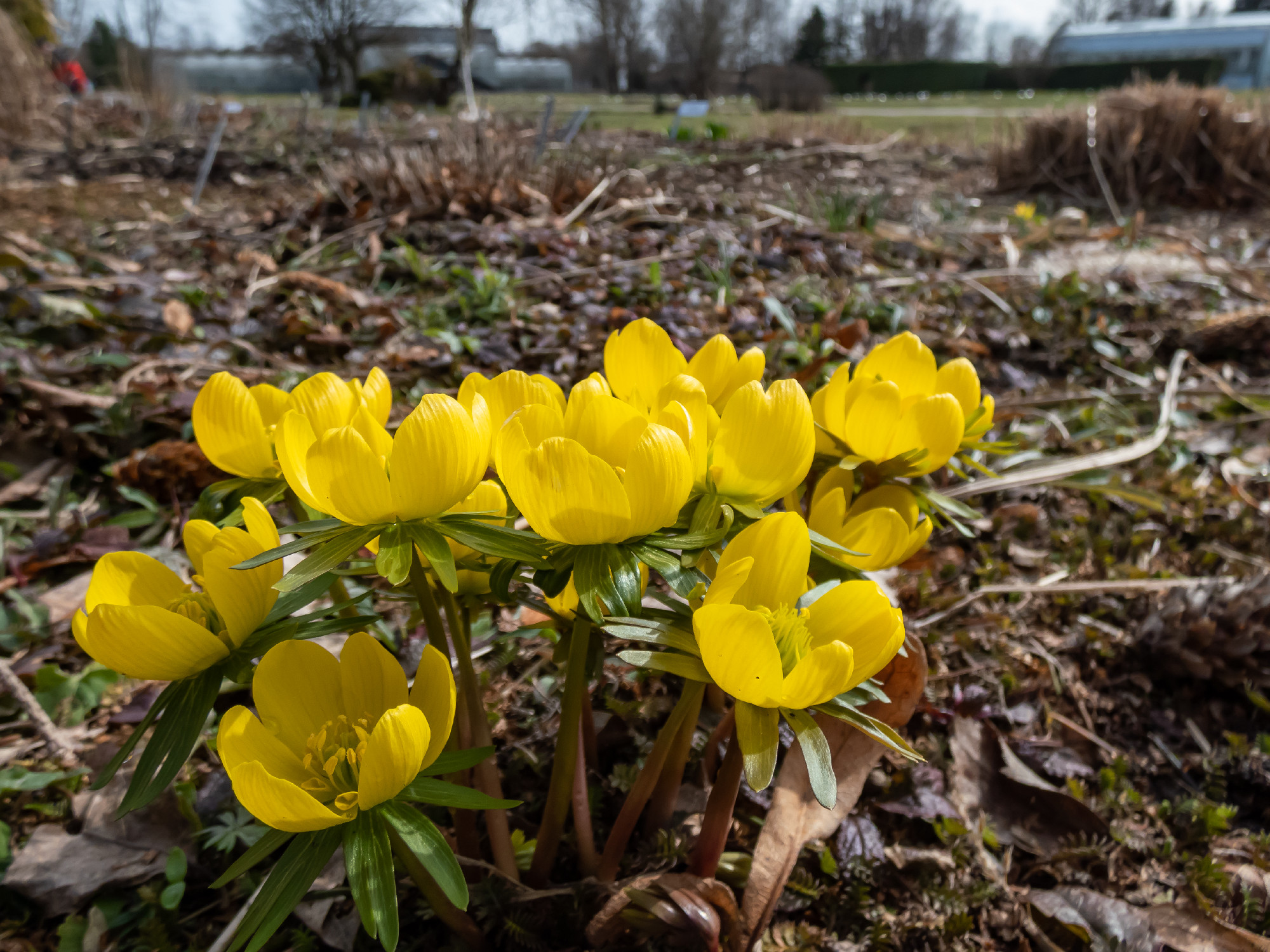 Bright yellow blooms and flowers of the cultivar of Winter aconi