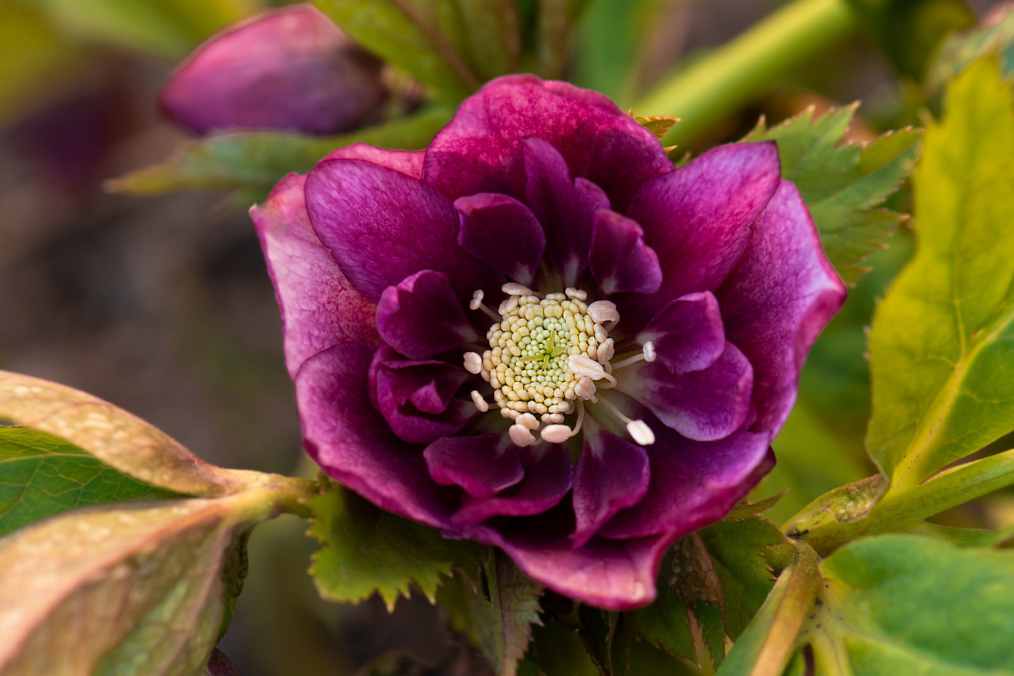 Hellebores Double Ellen Purple