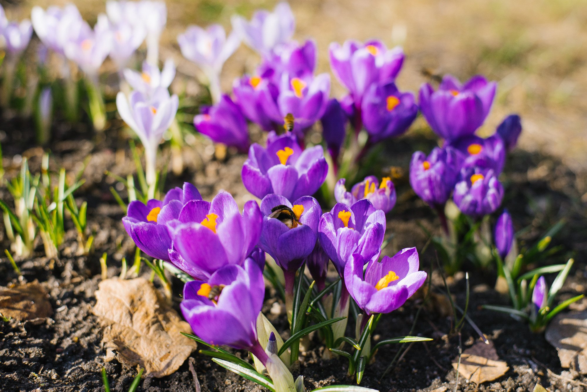 Beautiful purple spring crocuses in the garden