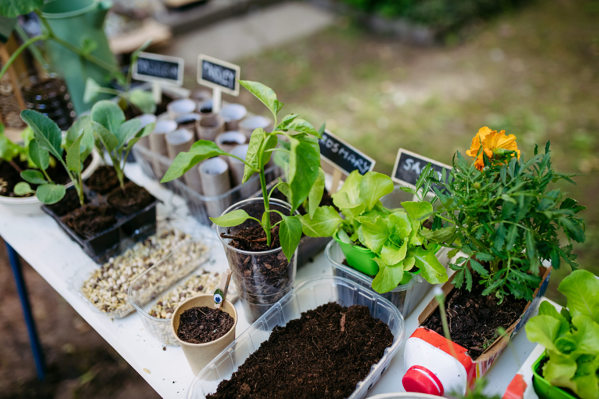 Growing vegetables and herb seedlings, close up on table with plants. Outdoor sustainable education class in school garden. Concept of experiential learning and ecoliteracy.