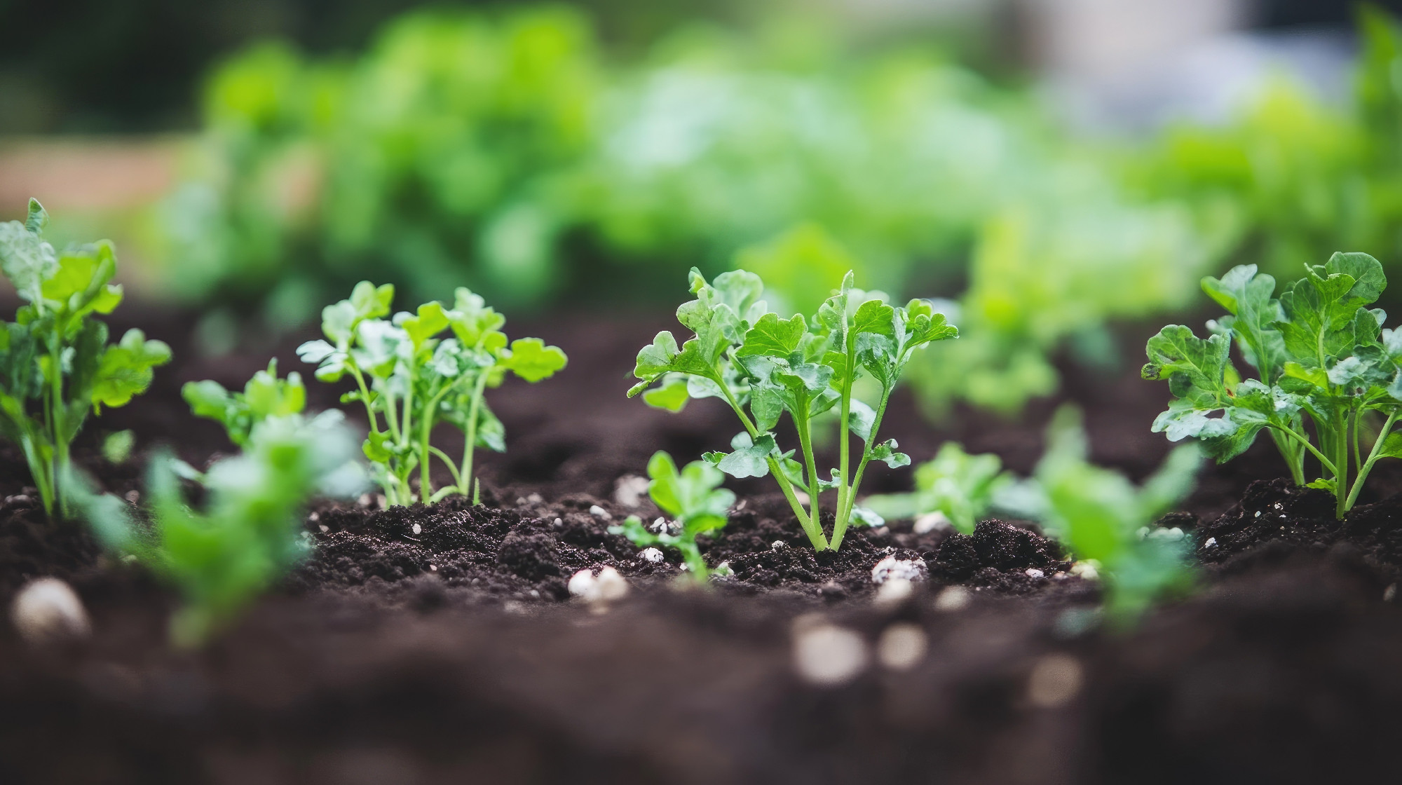 Organic farm field with healthy vegetable plants growing in rows, the rich brown soil and greenery showcasing eco-friendly farming.