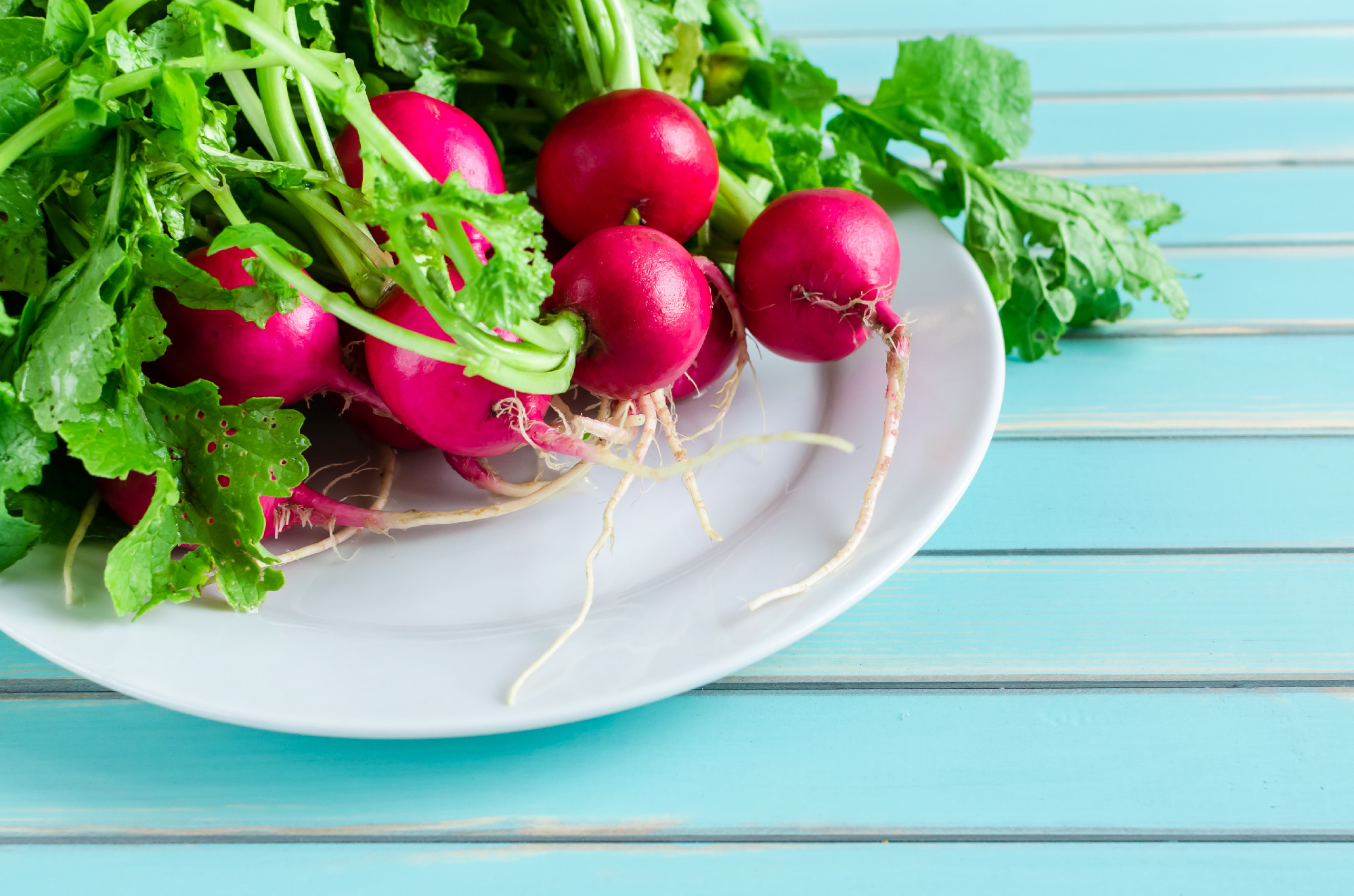 A bunch of fresh radish on plate over rustic wooden turquoise ba