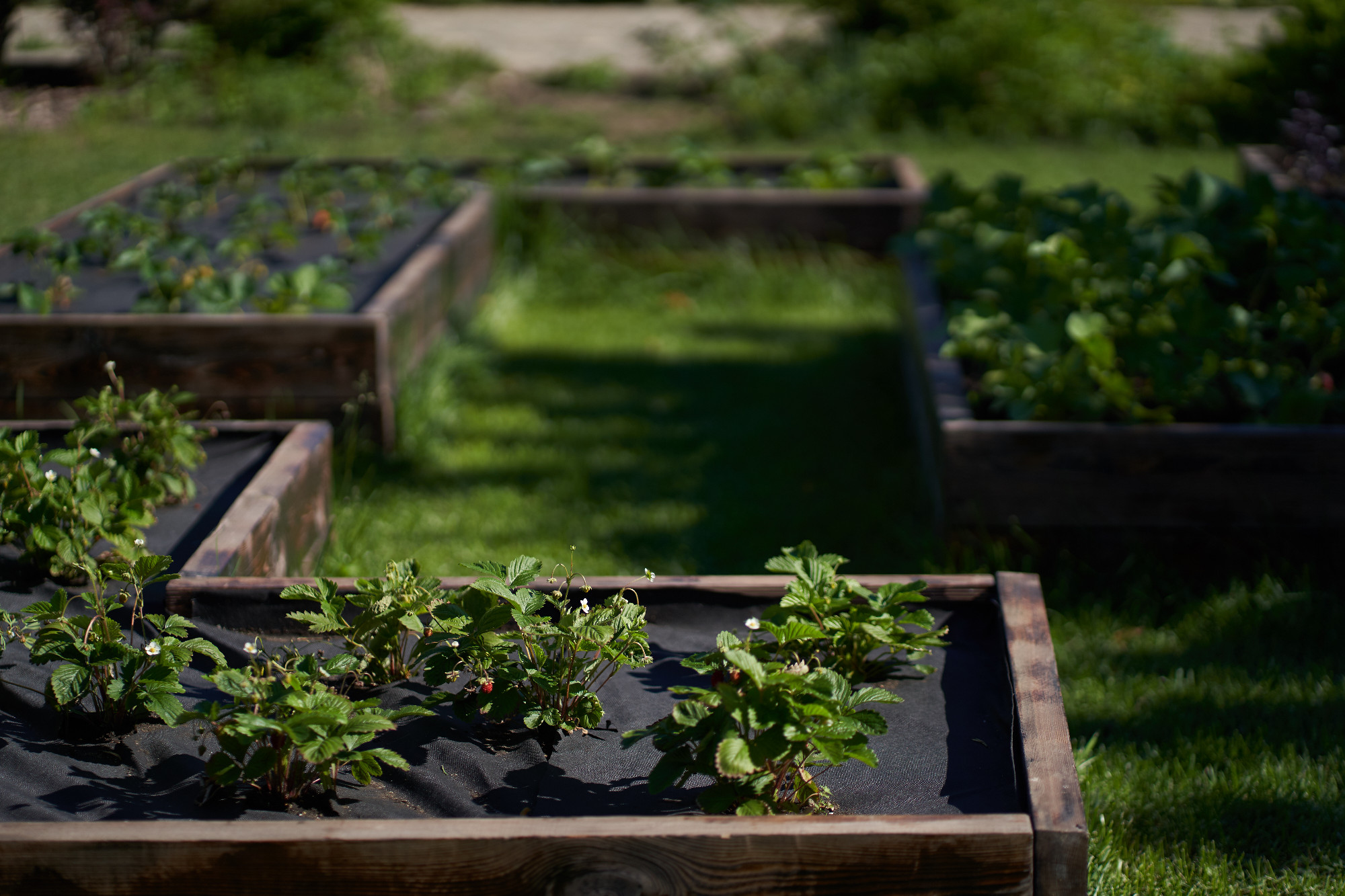 The bed with strawberries is covered with a black cloth. Modern methods of growing strawberries