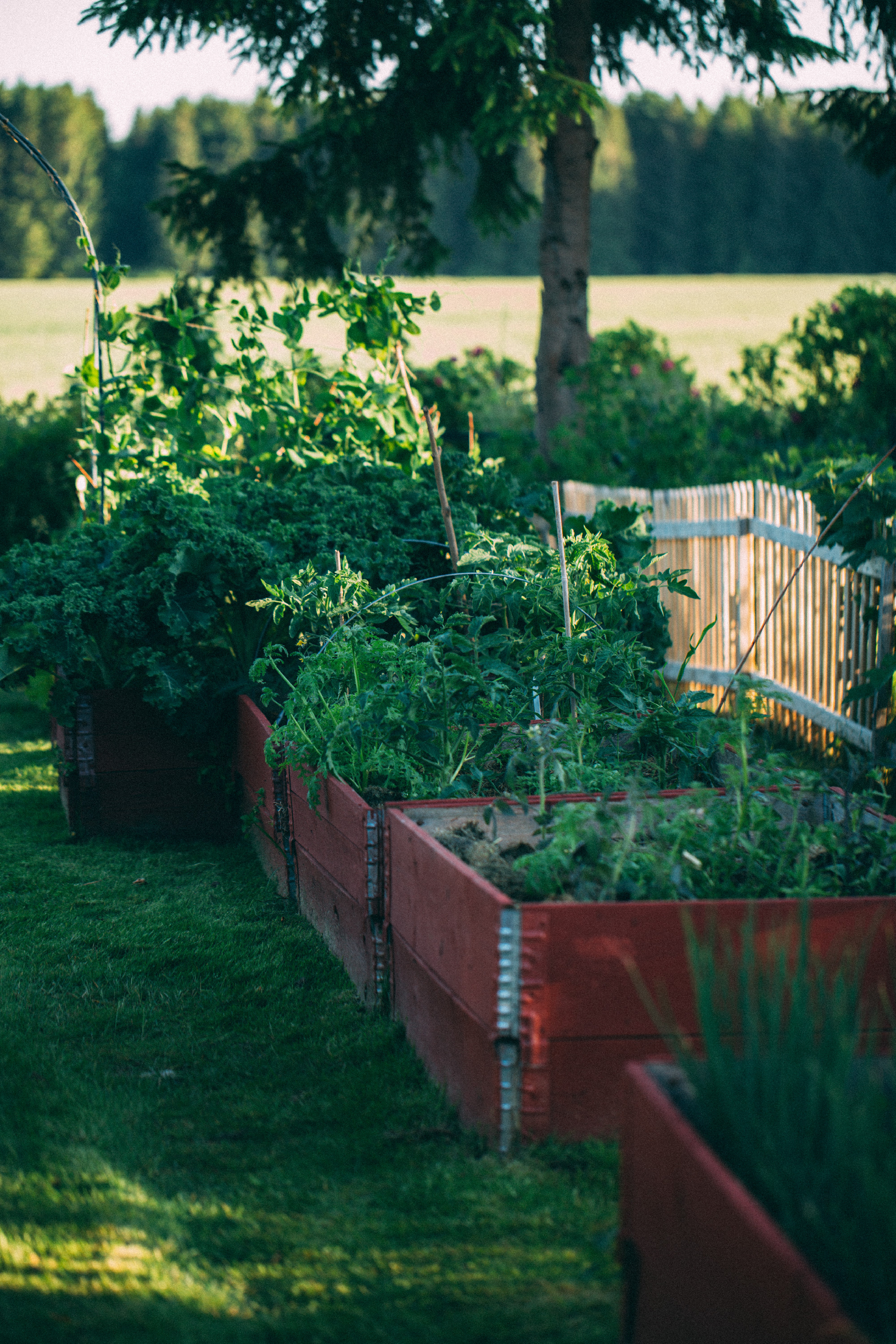 Magaságyás specifikus ültetési terv kertbarátoknak
