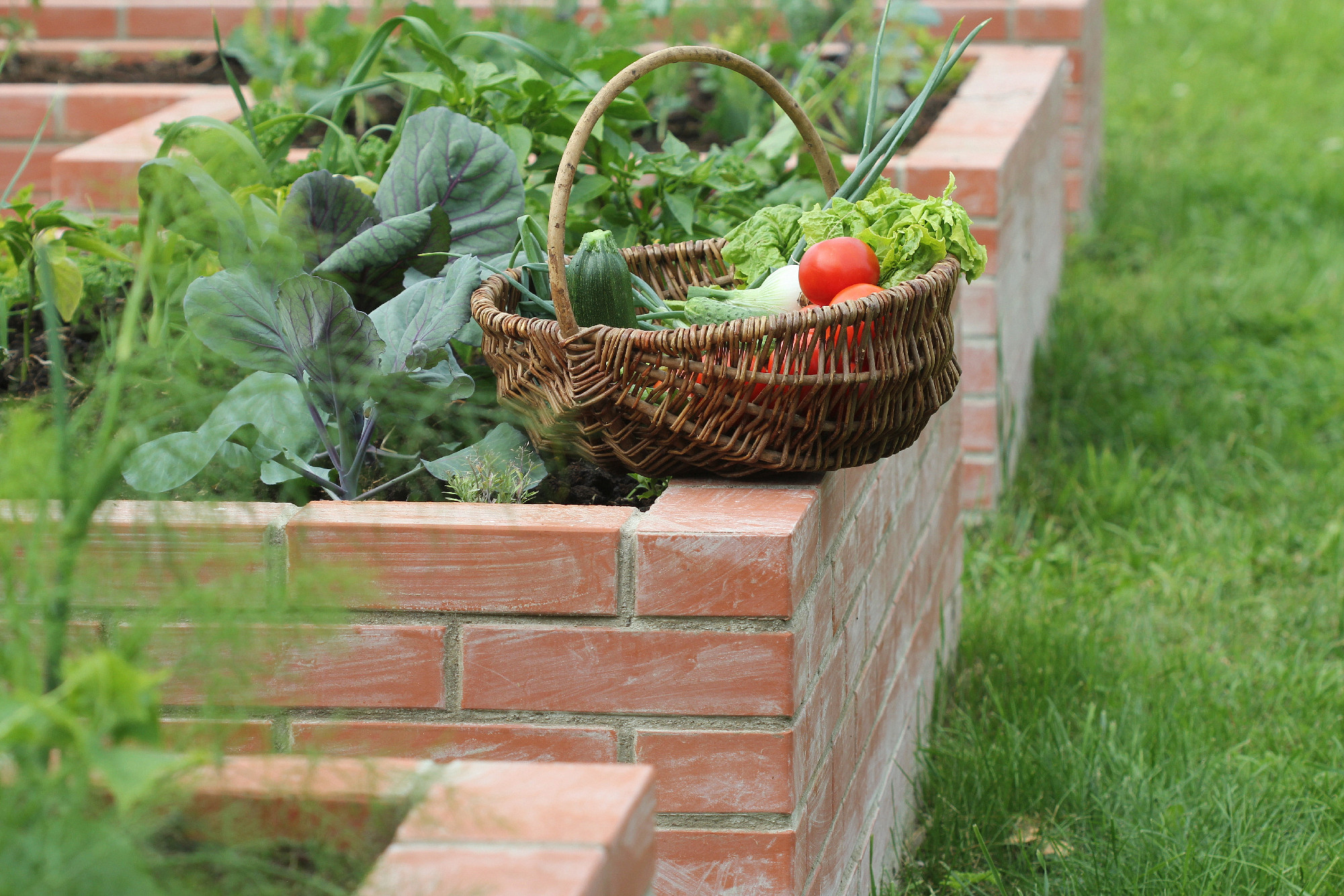 Basket with vegetables. Raised beds gardening in an urban garden growing plants herbs spices berries and vegetables