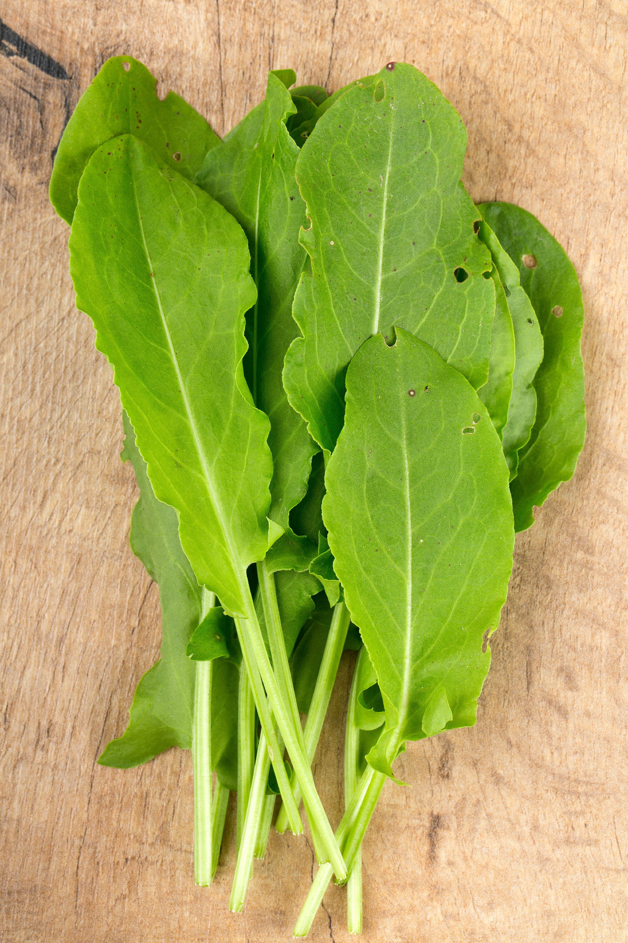 Milyen gyomnövény szedhető étkezési céllal márciusban?