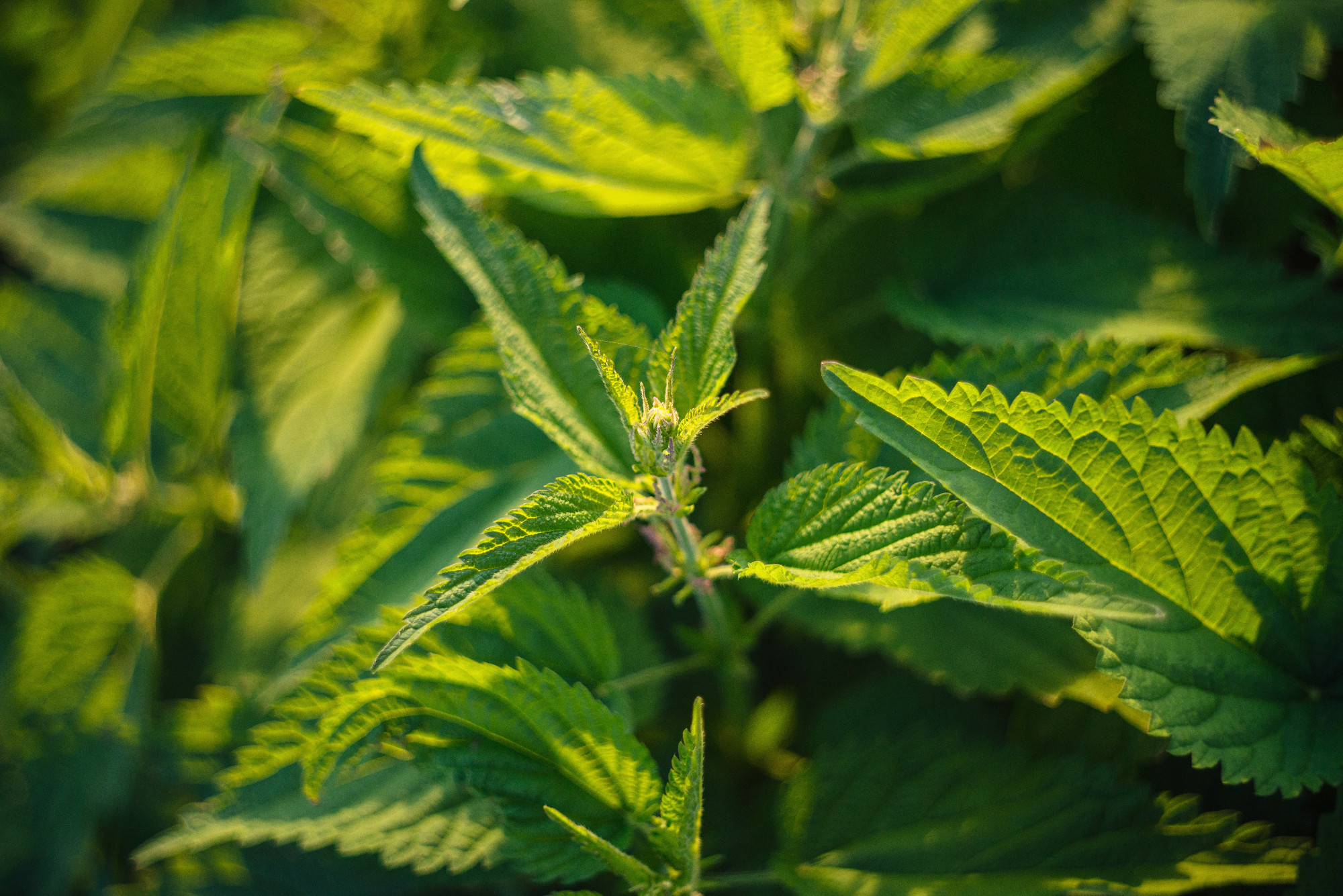 Fresh stinging nettle leaves. Common nettle (Urtica dioica) Nettle plant in field. Green natural background with soft selected focus. Alternative medicine.