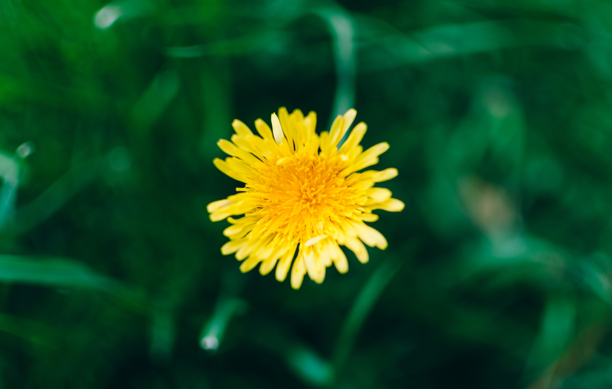 Dandelion In Garden