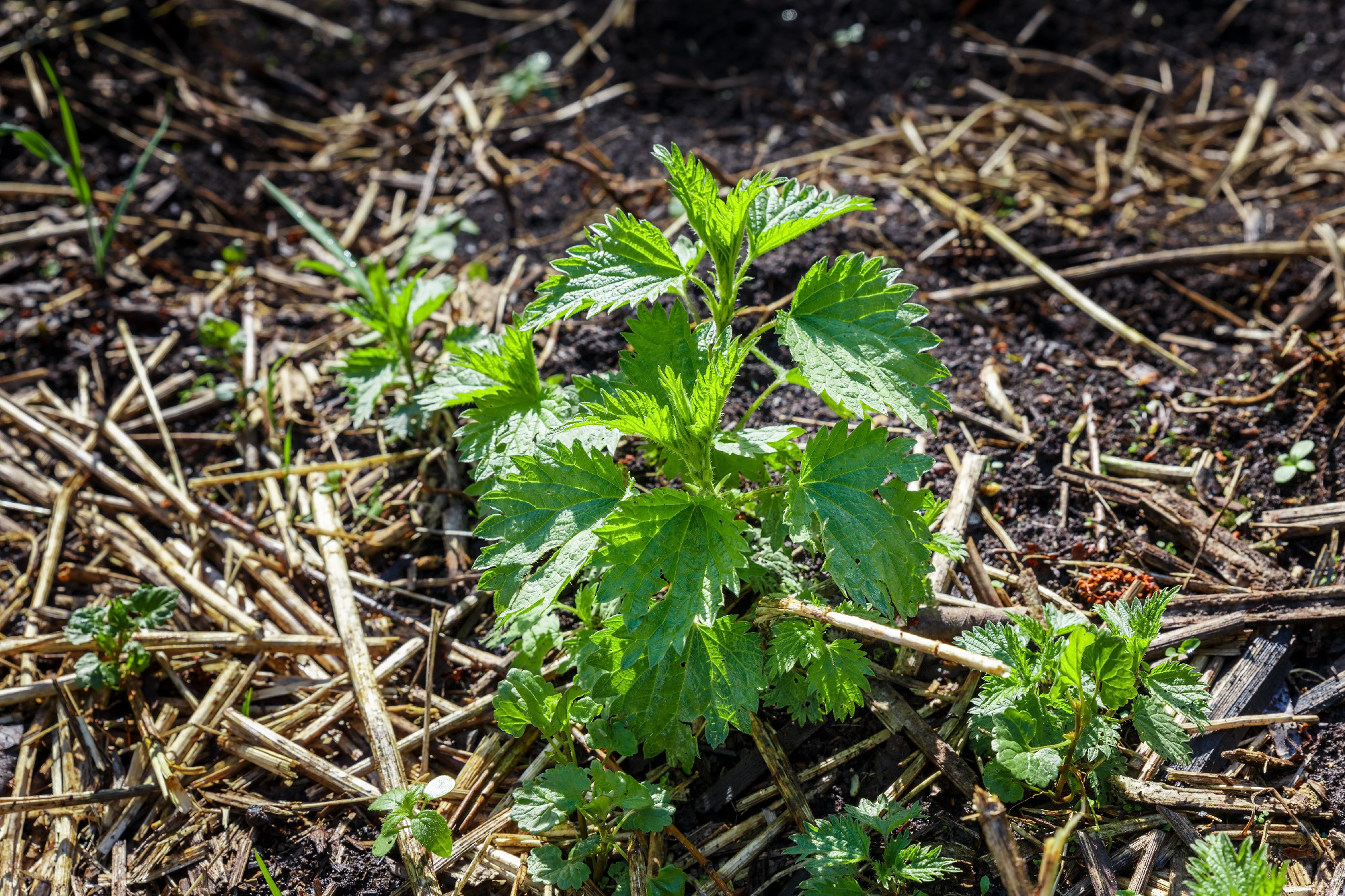 Young green bush of common nettle