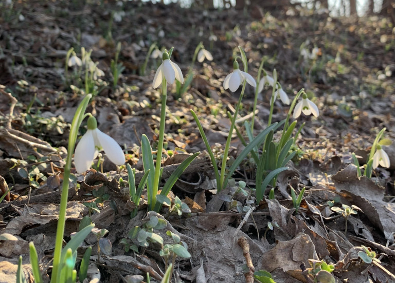 A tél és a tavasz határán