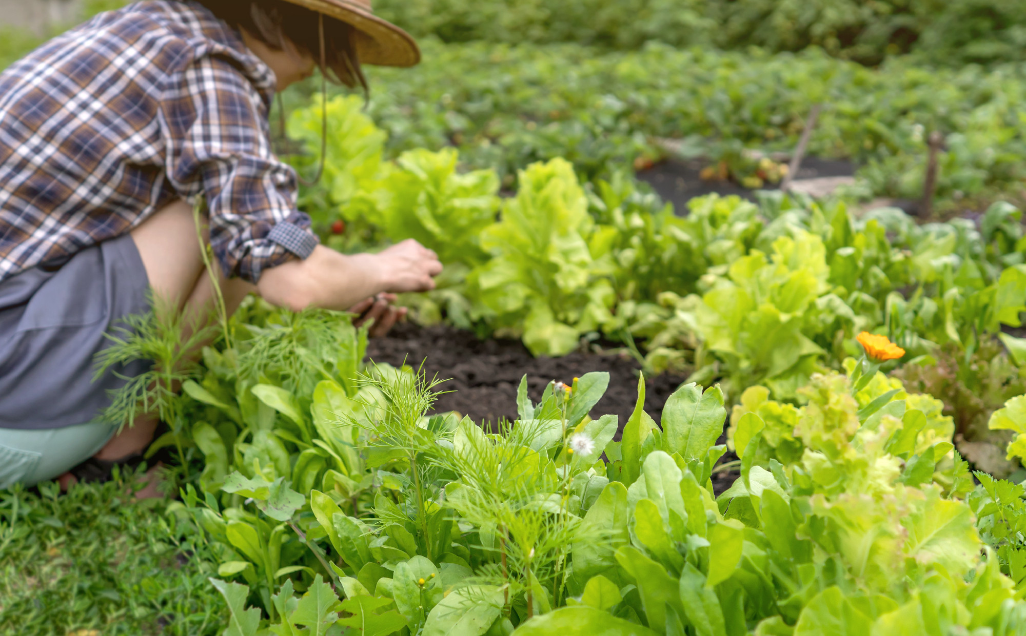 A young girl in a straw hat is engaged in gardening work.