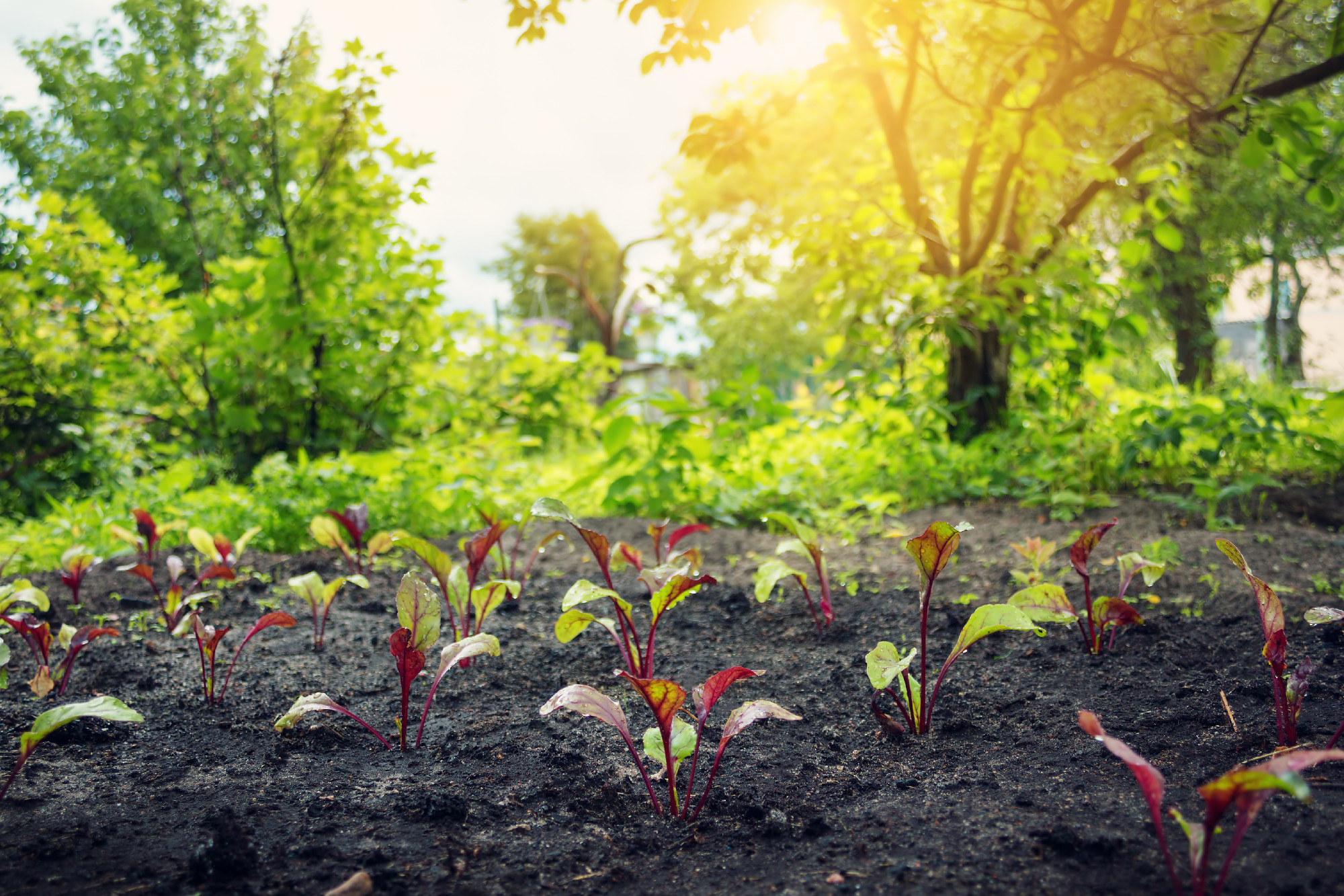 New seedlings in the garden
