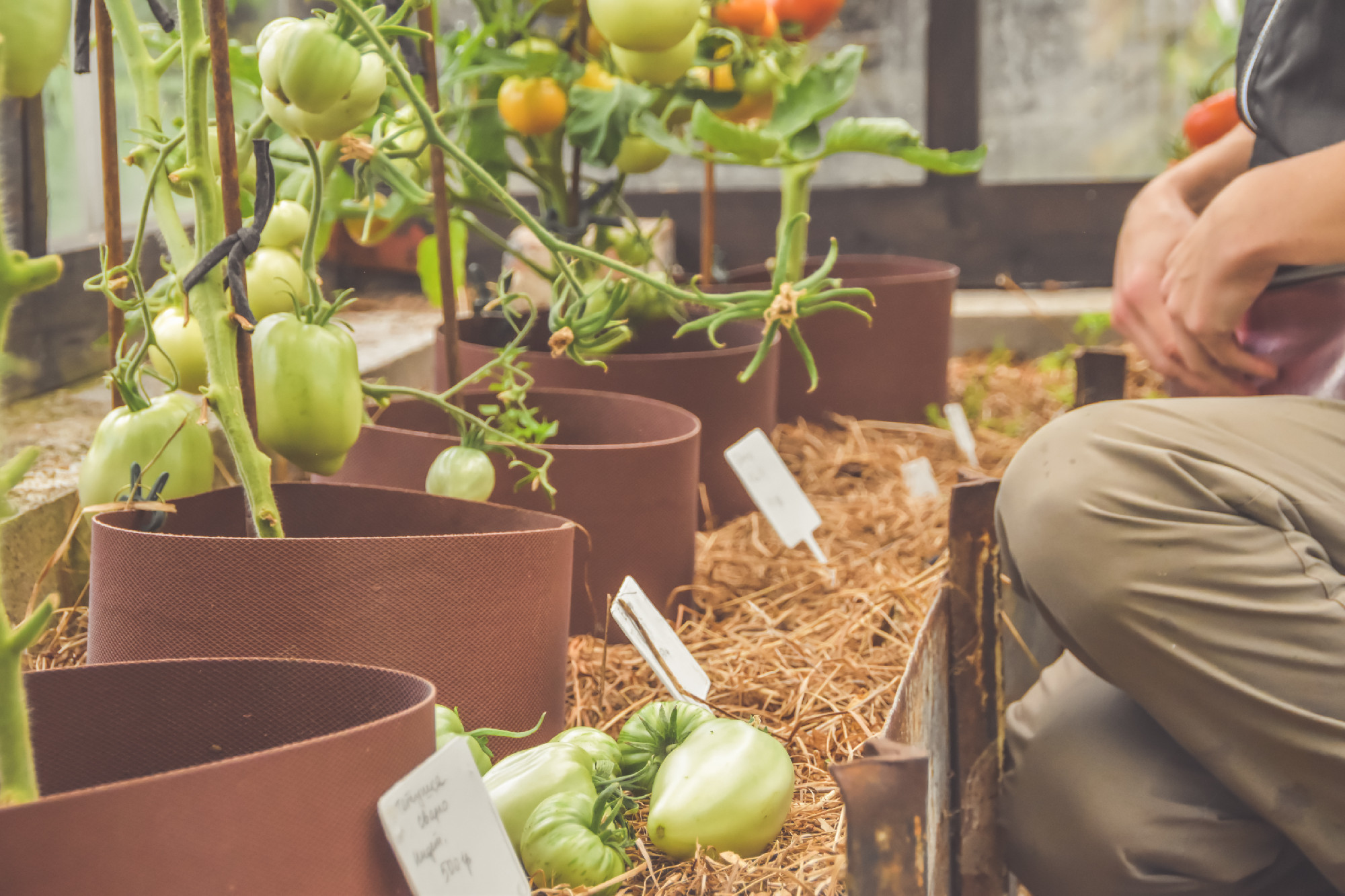Gondolatok a konyhakert tervezéséről