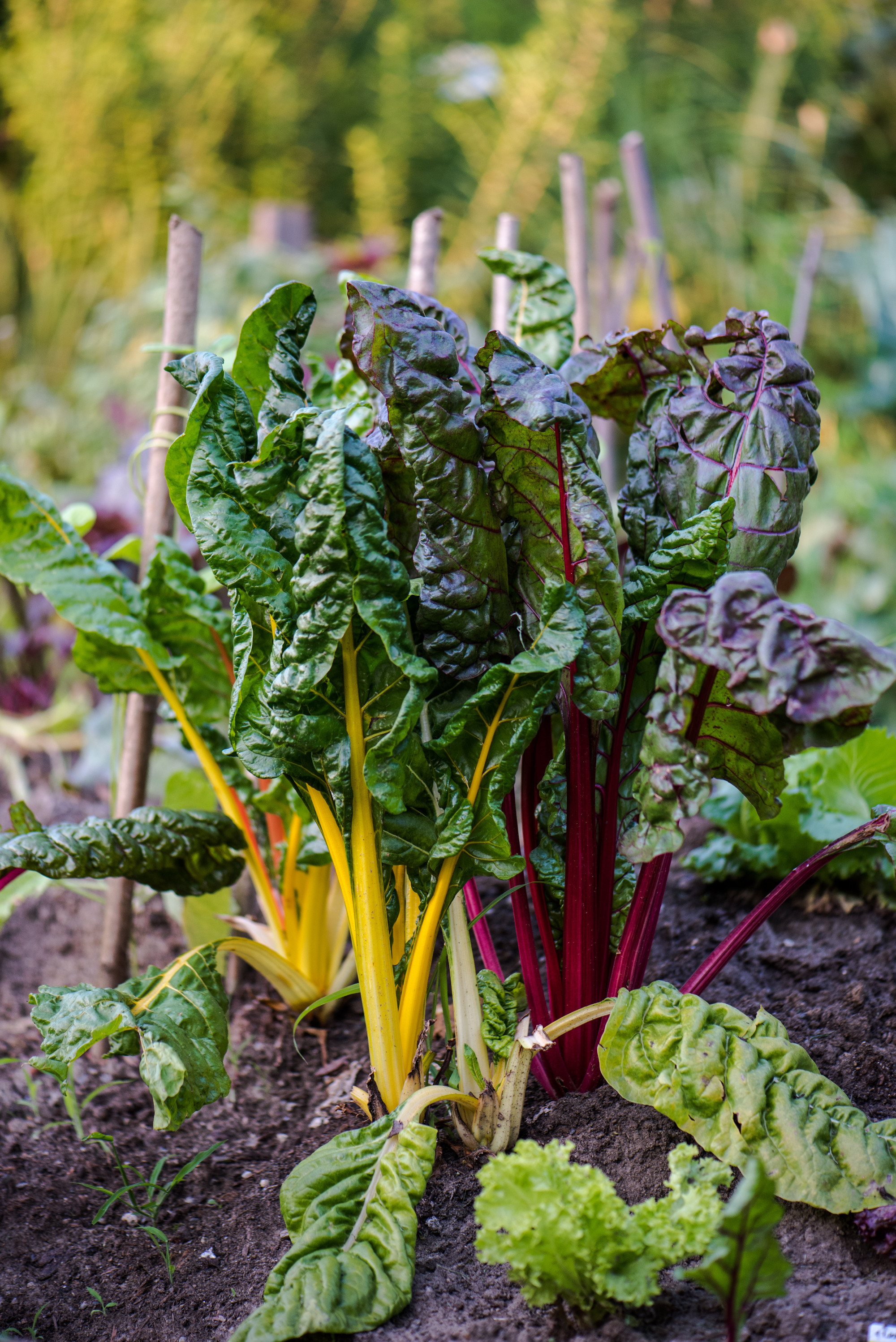 Gondolatok a konyhakert tervezéséről
