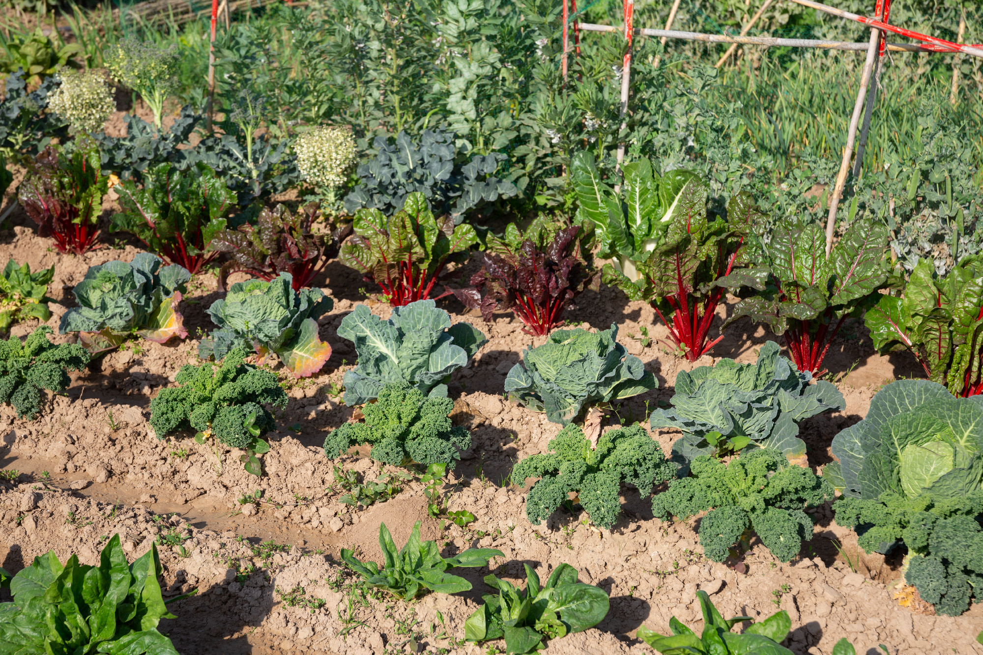 View of young plants of vegetable cultivars growing in kitchen garden