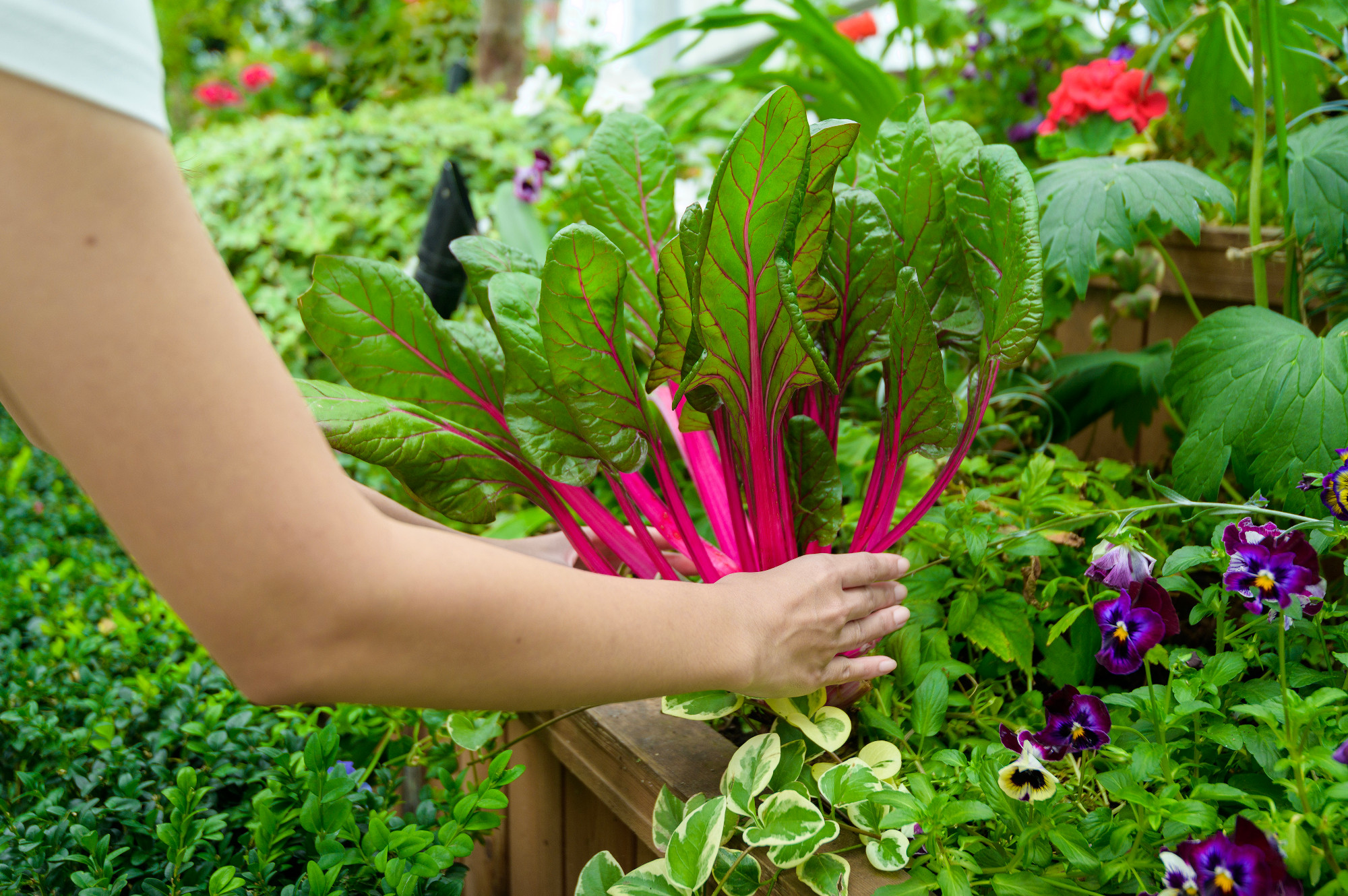 Close up Young gardener woman hands holding Beet Root in her far