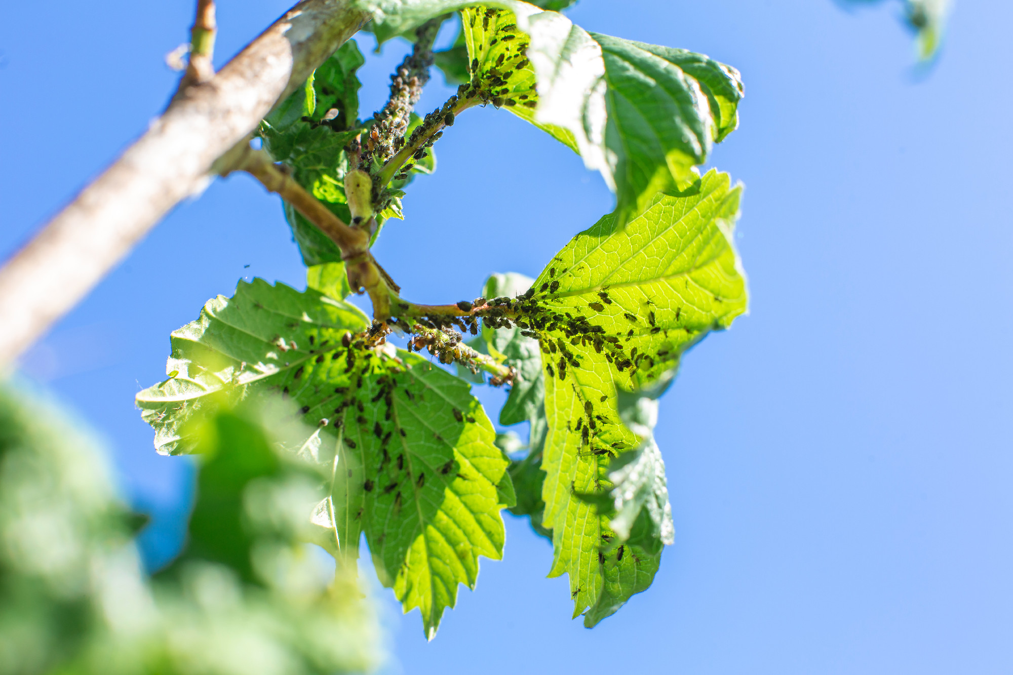 Márciusban megjelenő kertészeti kártevők