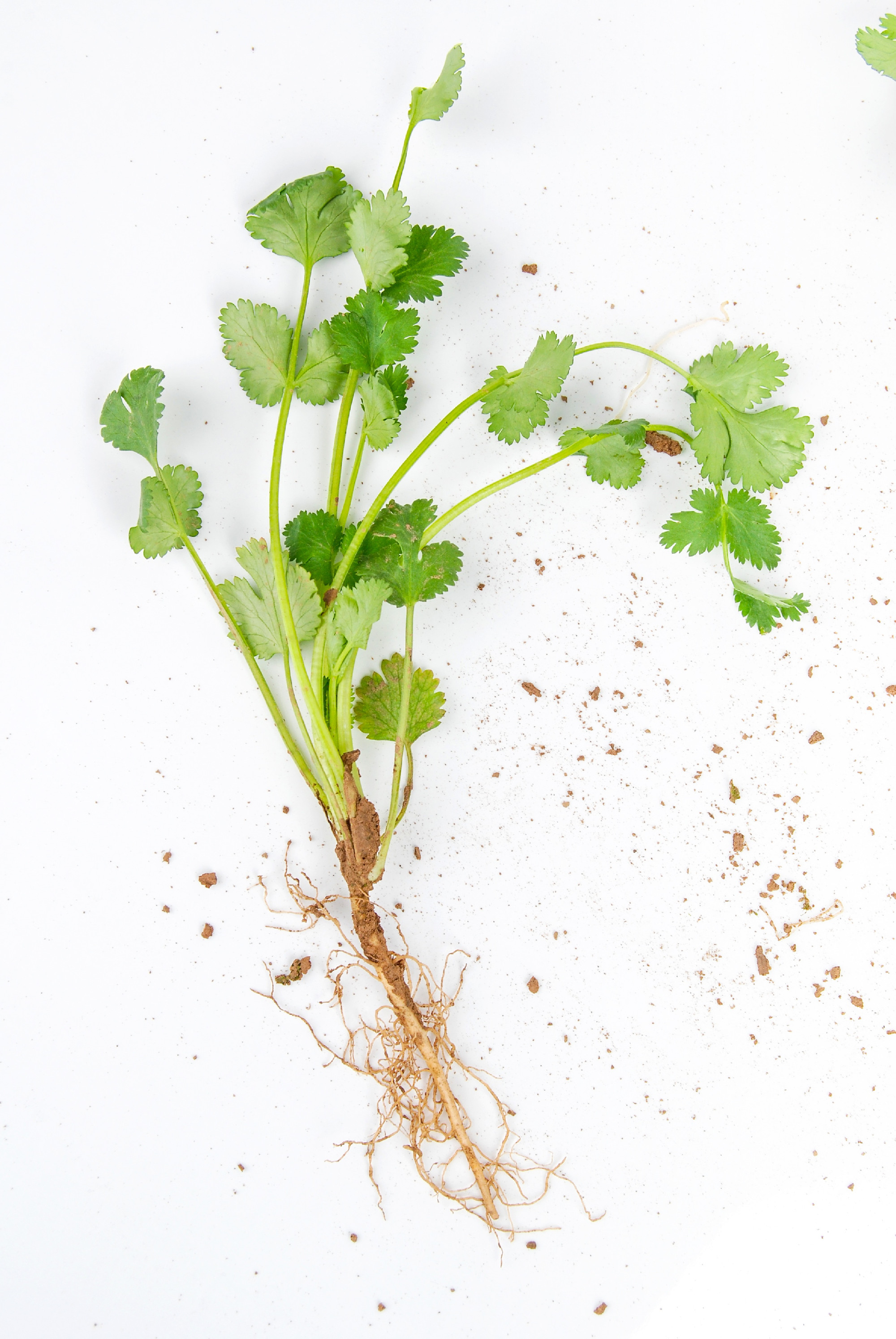 Márciusban vethető fűszernövények