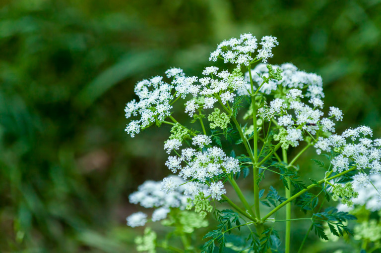 Márciusban vethető fűszernövények