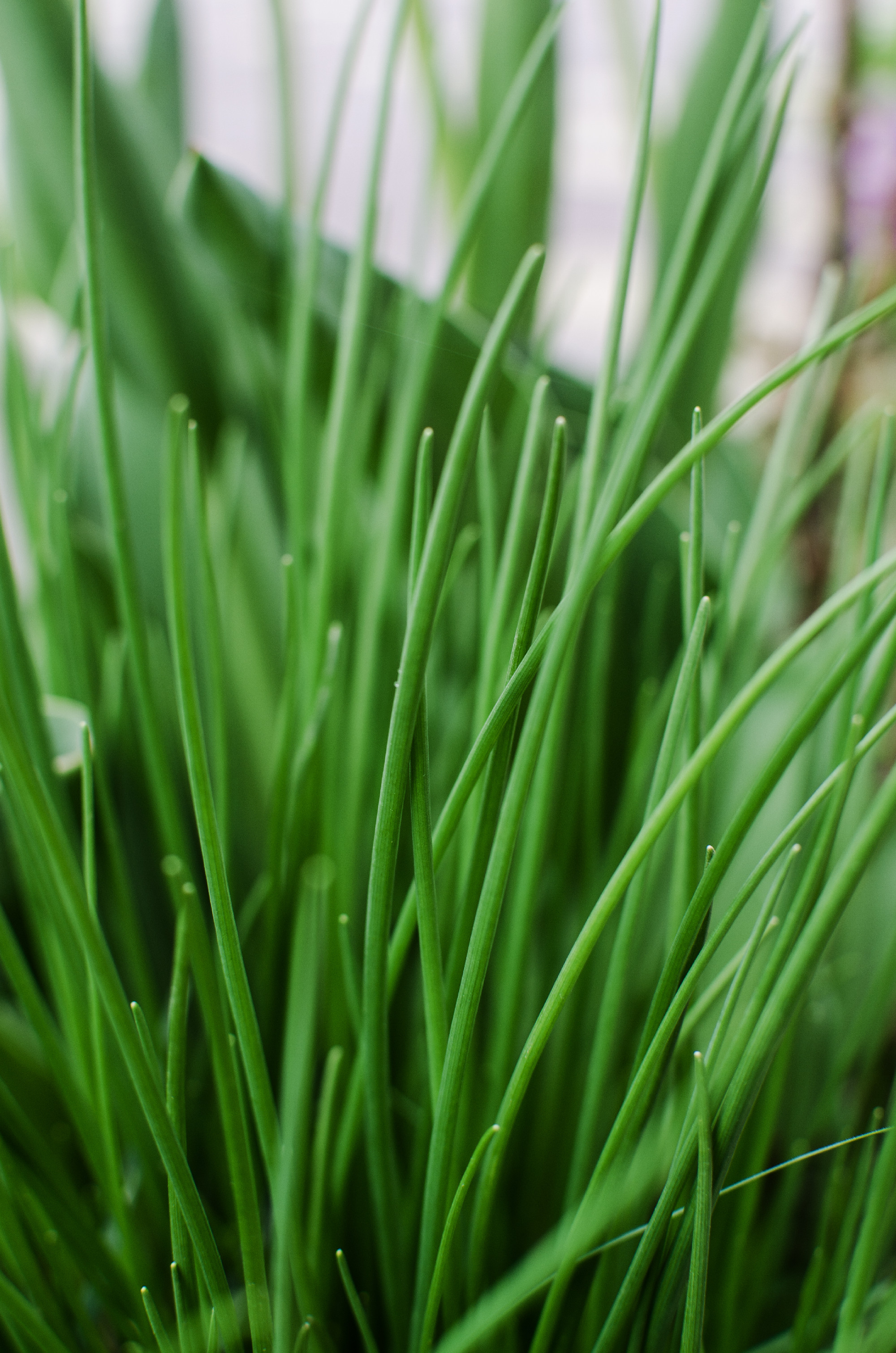 Onions are for flavor and taste for many dishes 