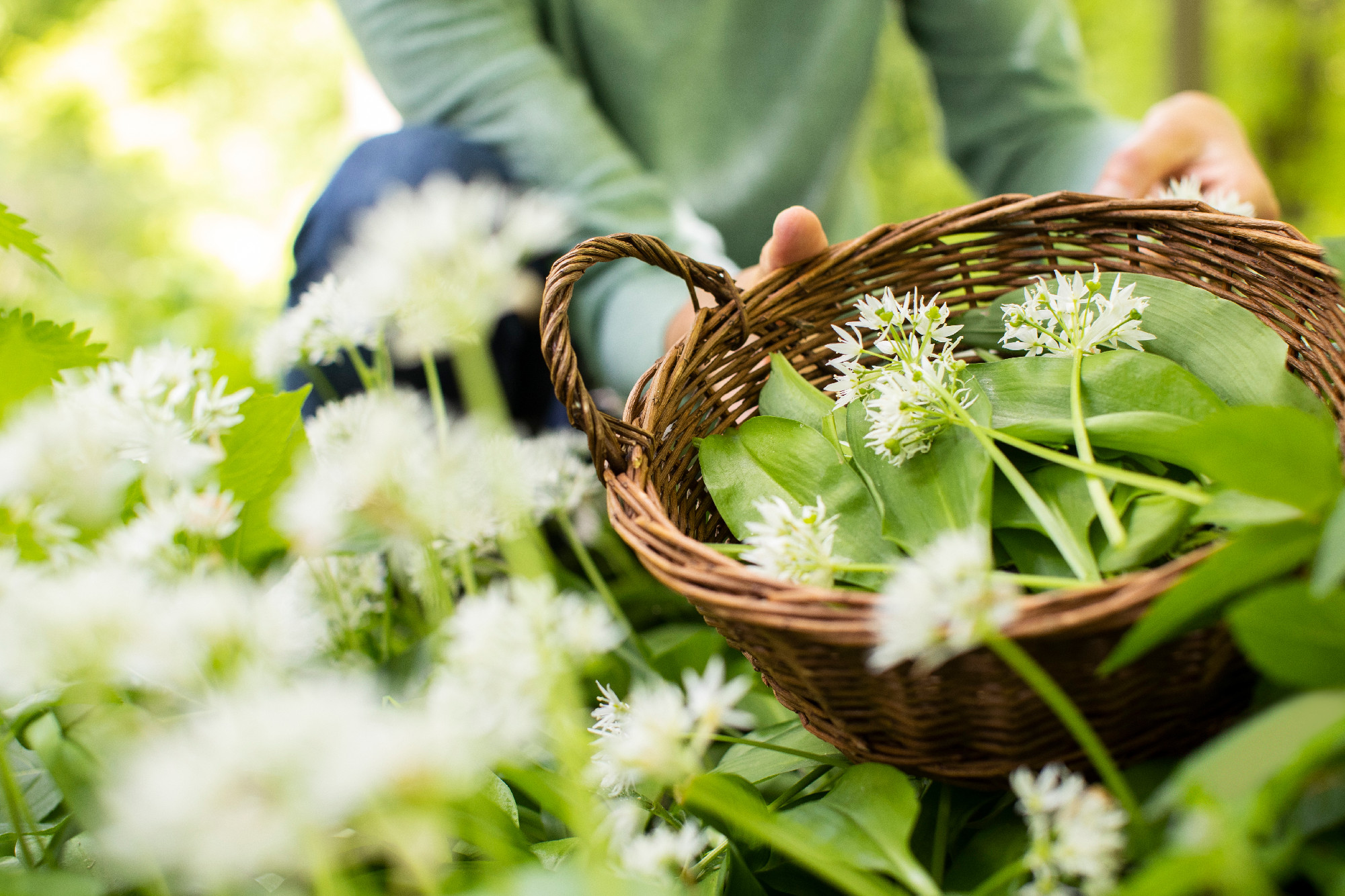Close Up Of Woman Picking Wild Garlic In Woodland Putting Leaves