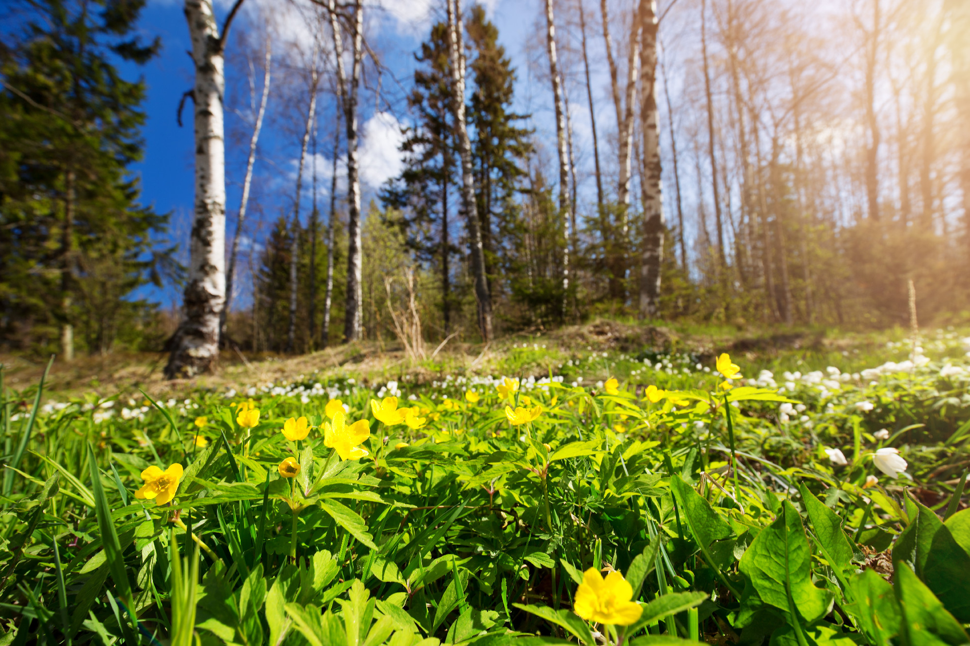 Wood with spring flowers