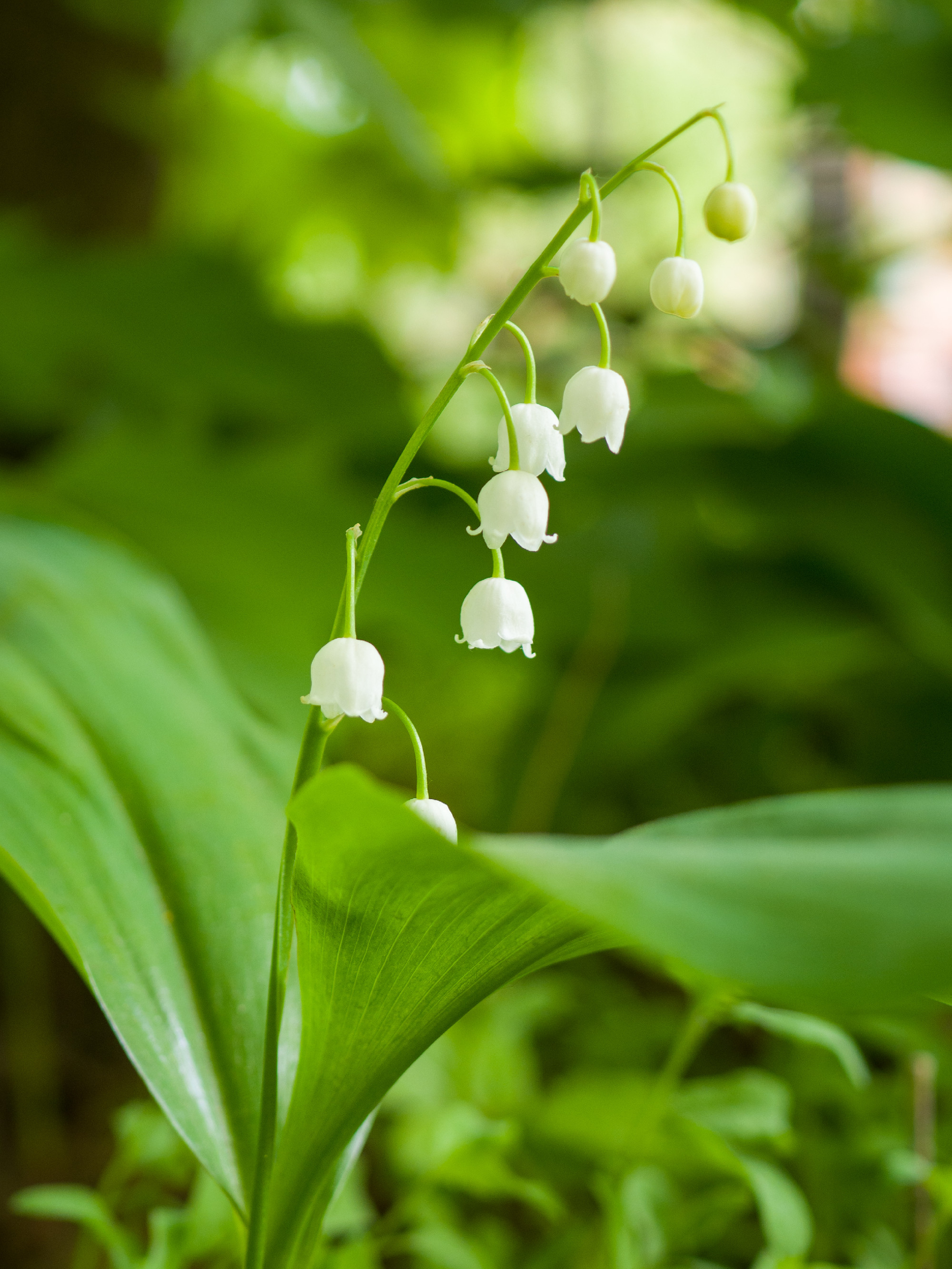 Mitől olyan különleges a tavaszi erdő?