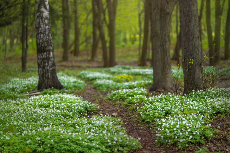 Mitől olyan különleges a tavaszi erdő?
