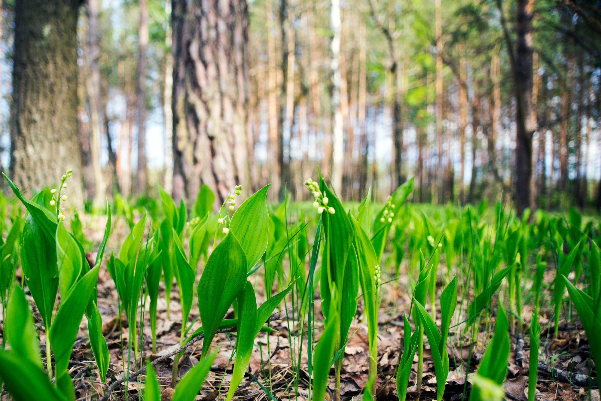 Blooming buds of spring flowers in the forest. Bright sunny day. Lilies of the valley.