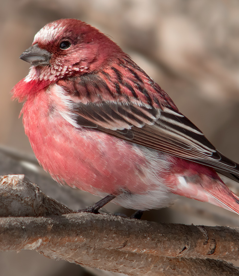 Magyarország madarai: a rózsás pirók