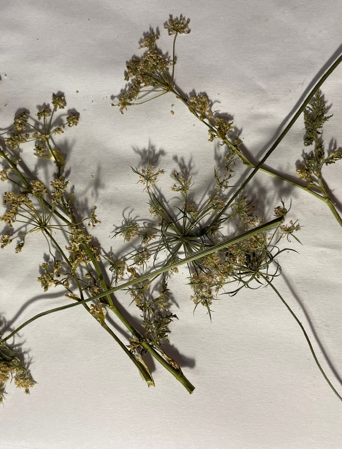 Húsvéti minták vadmurok-módra