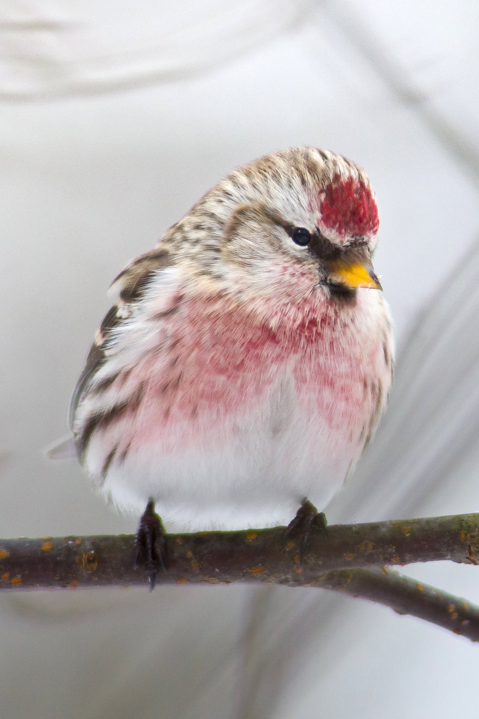 Magyarország madarai: a zsezse