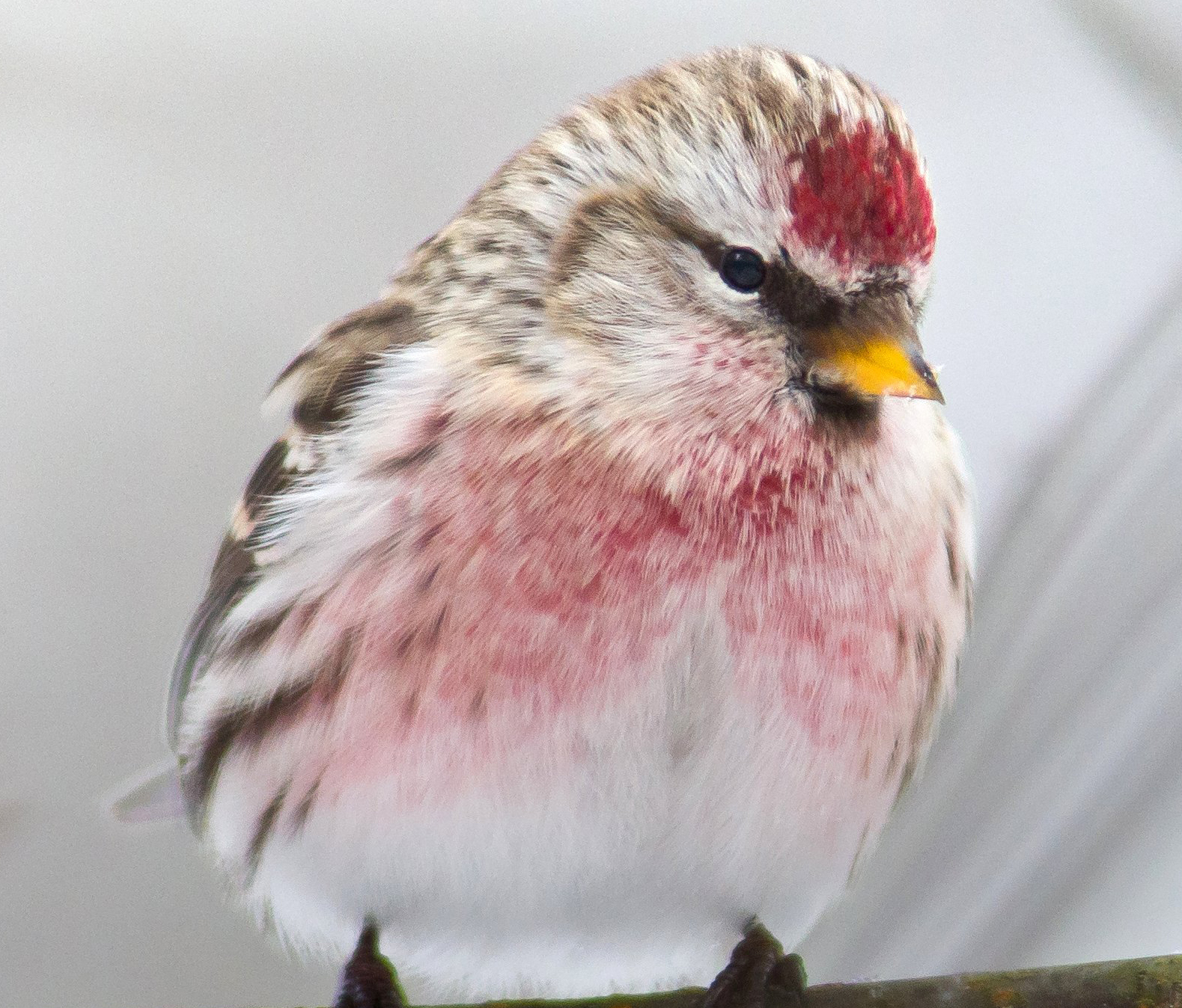 Magyarország madarai: a zsezse
