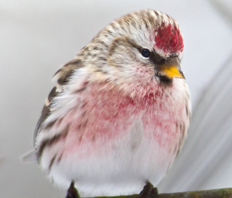 Magyarország madarai: a zsezse