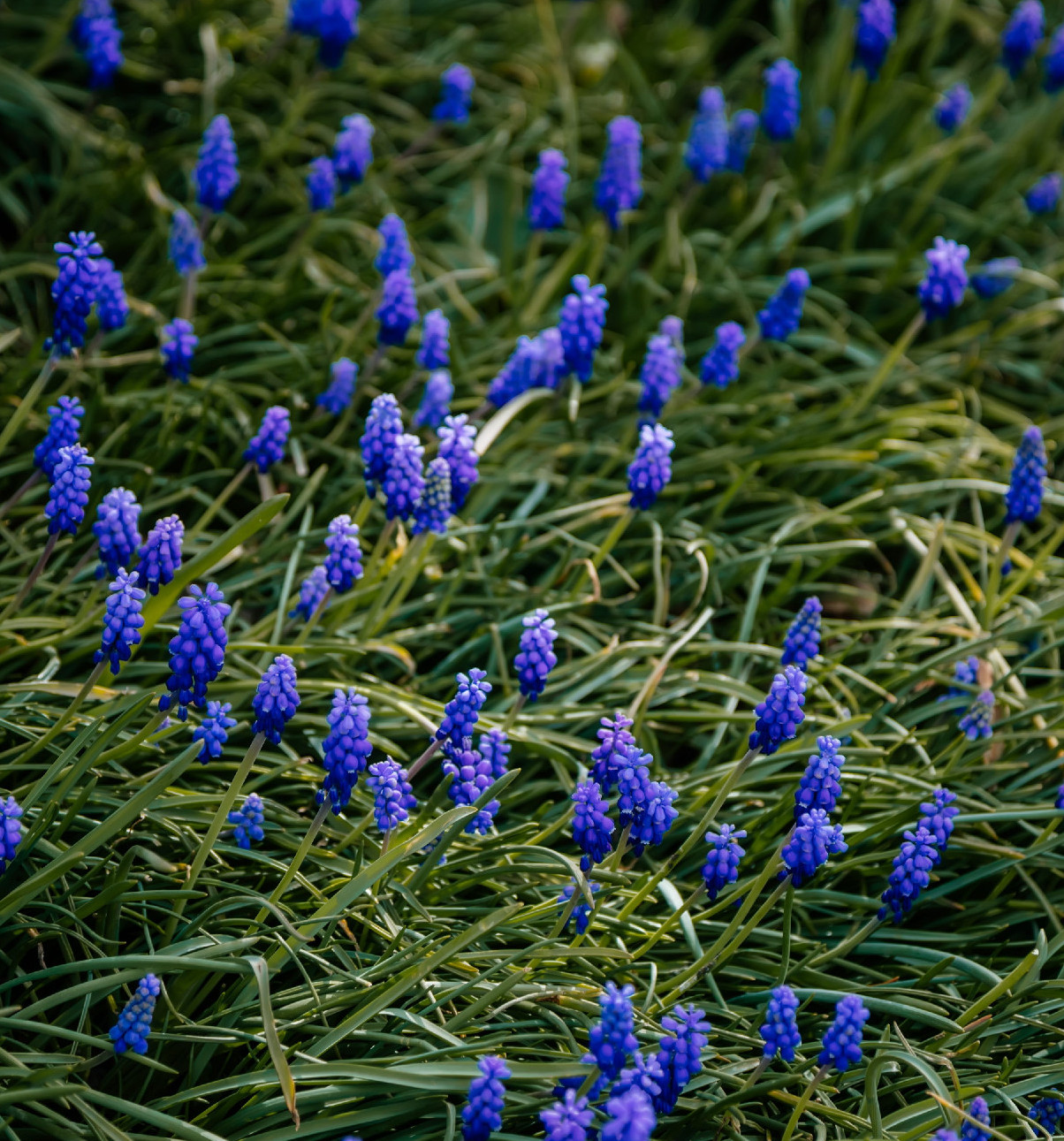 Védett növényeink: az epergyöngyike
