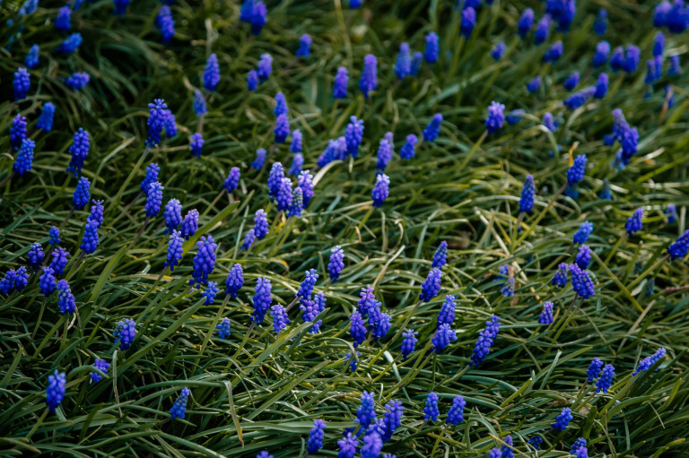 Védett növényeink: az epergyöngyike