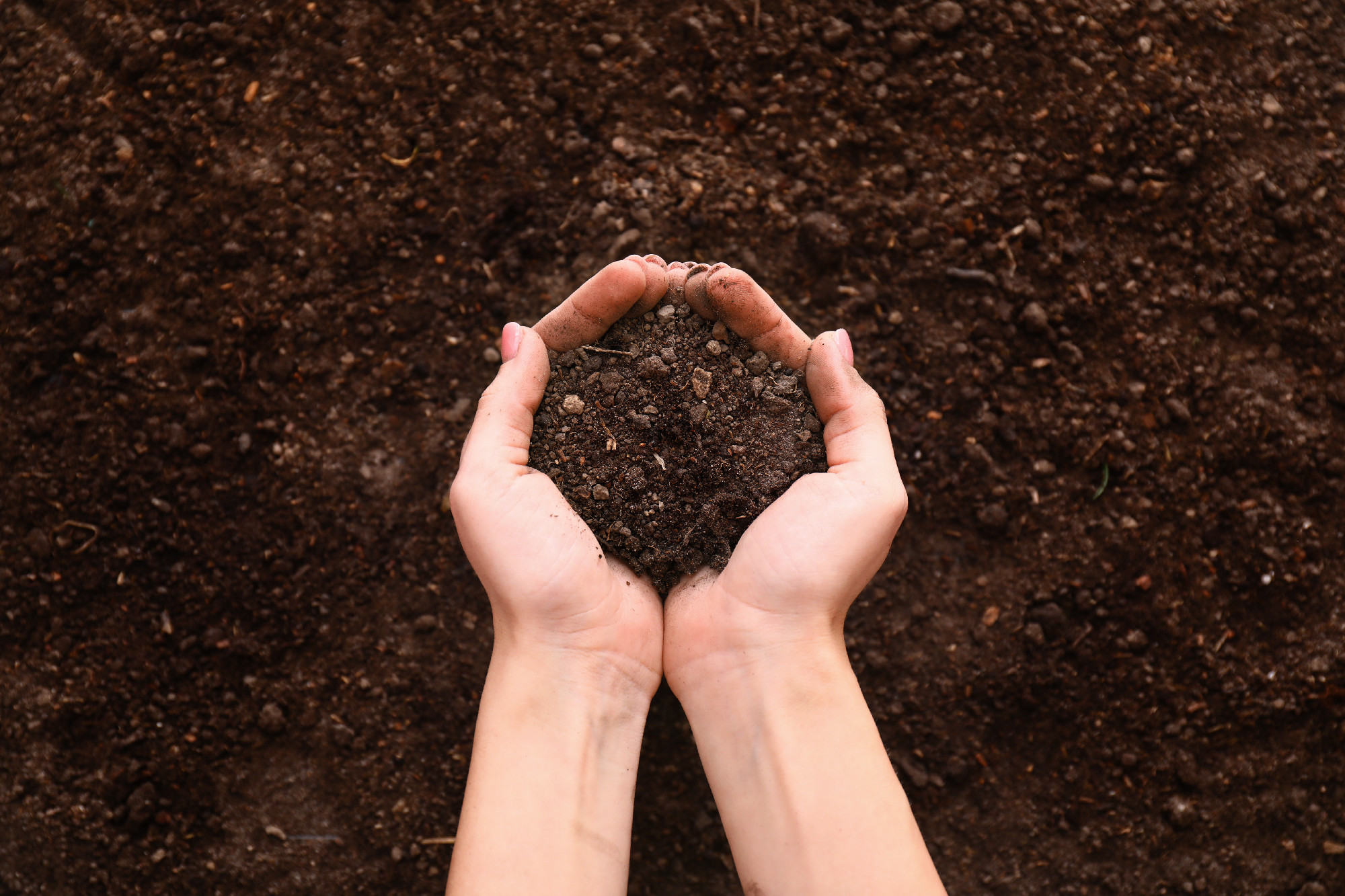 Female hands with brown soil�
