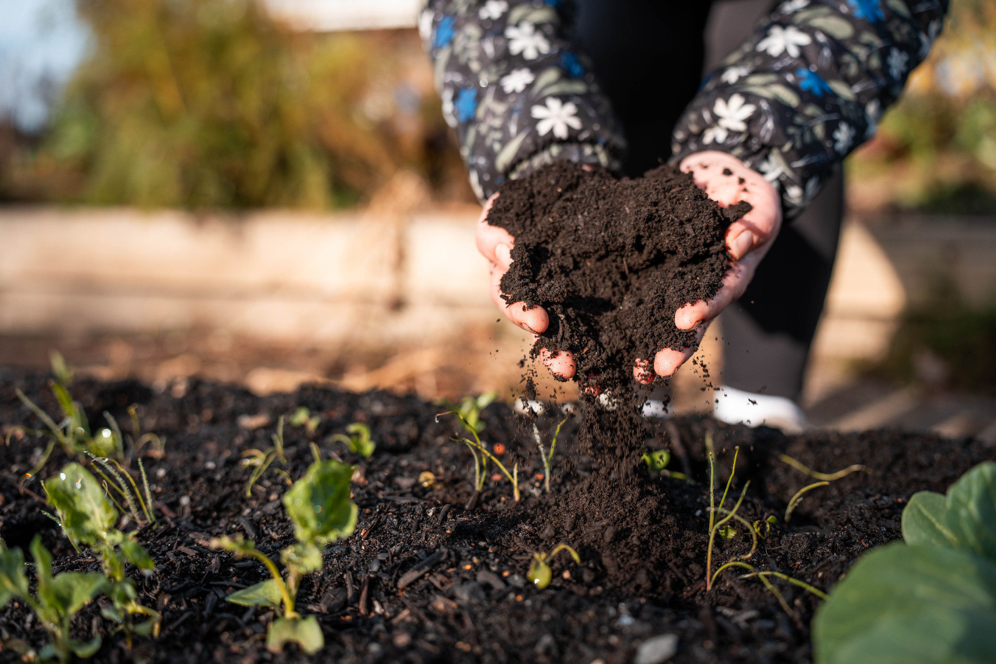 female regenerative organic farmer, taking soil samples and look