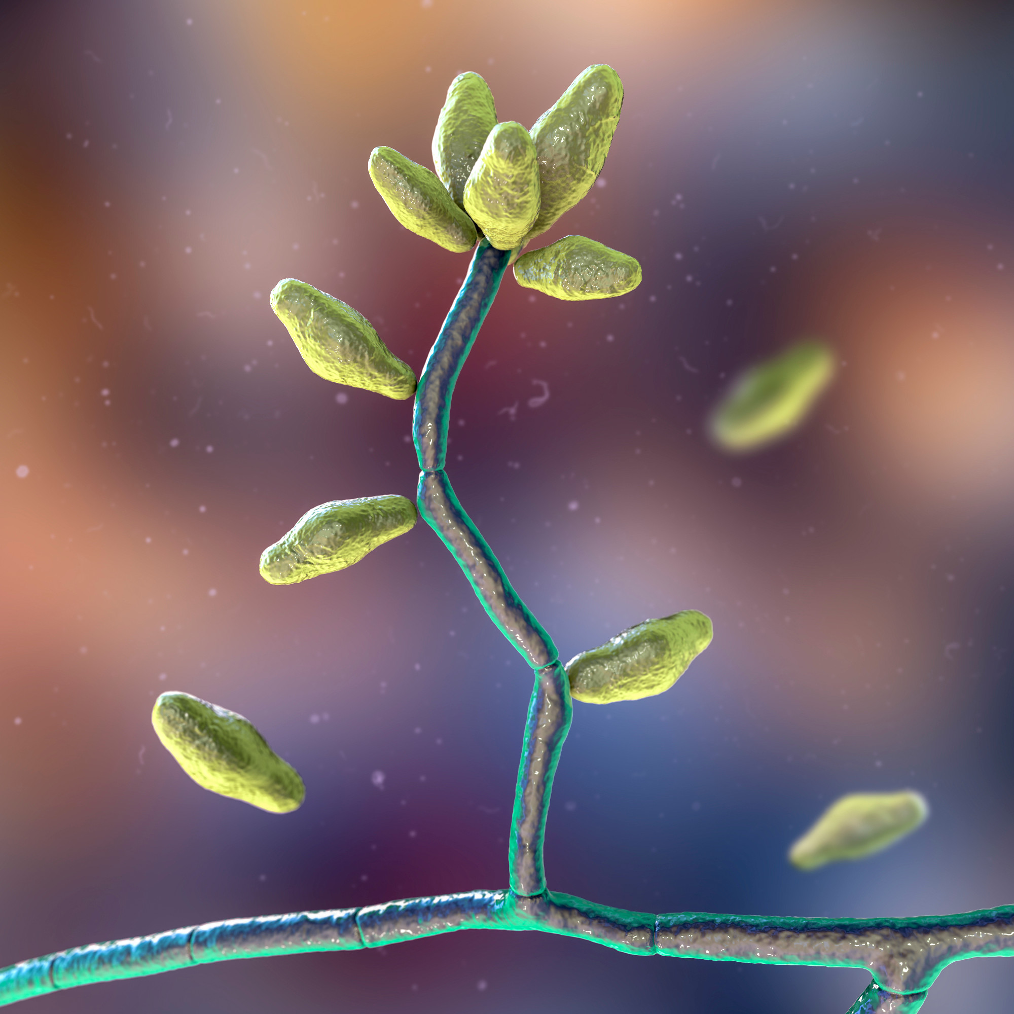 Microscopic mold fungi Curvularia