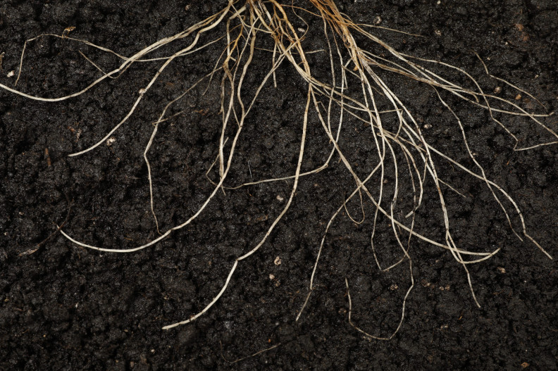 Milyen jótékony gombák élnek körülöttünk?