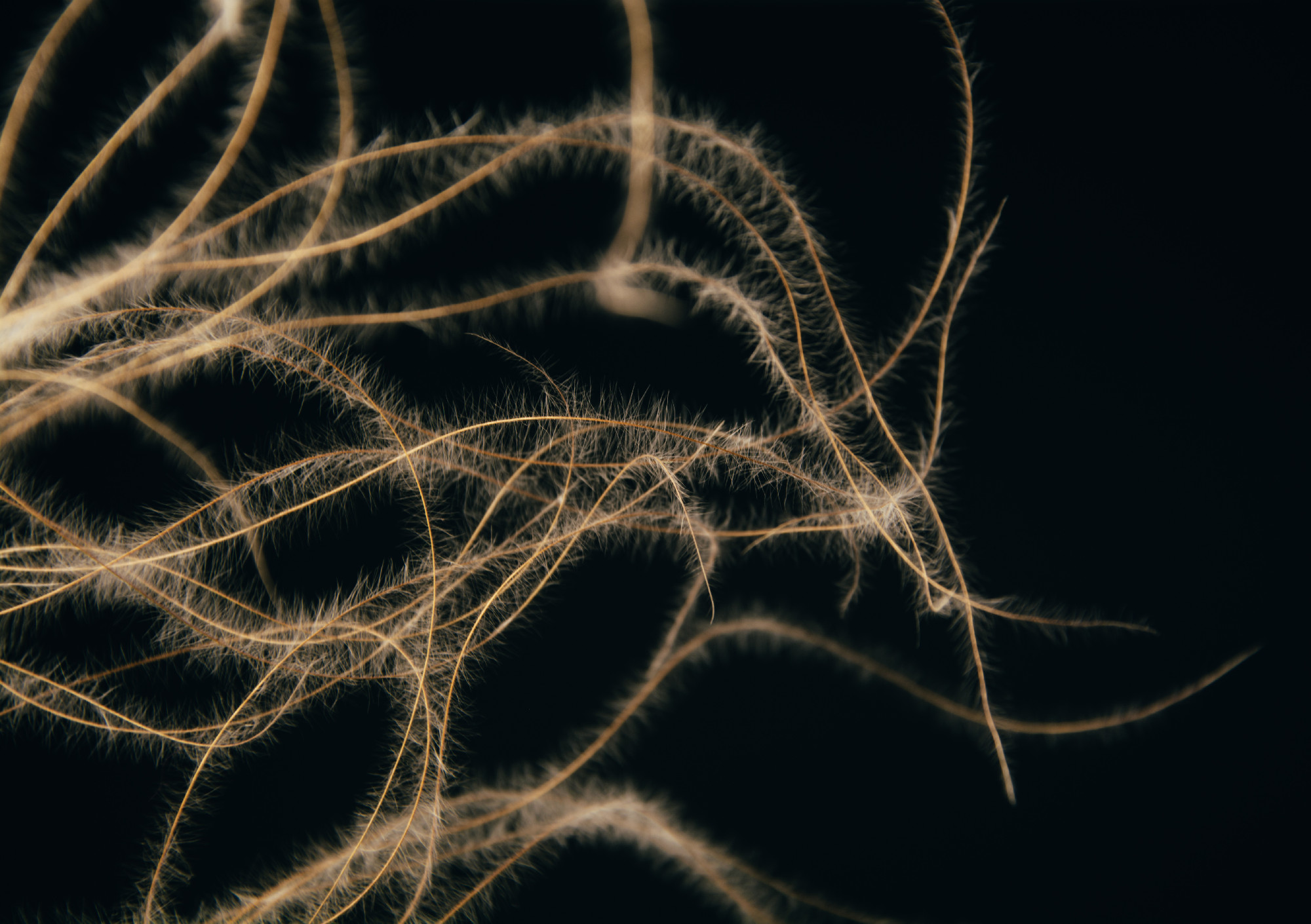 Still life with dried flowers in the interior
