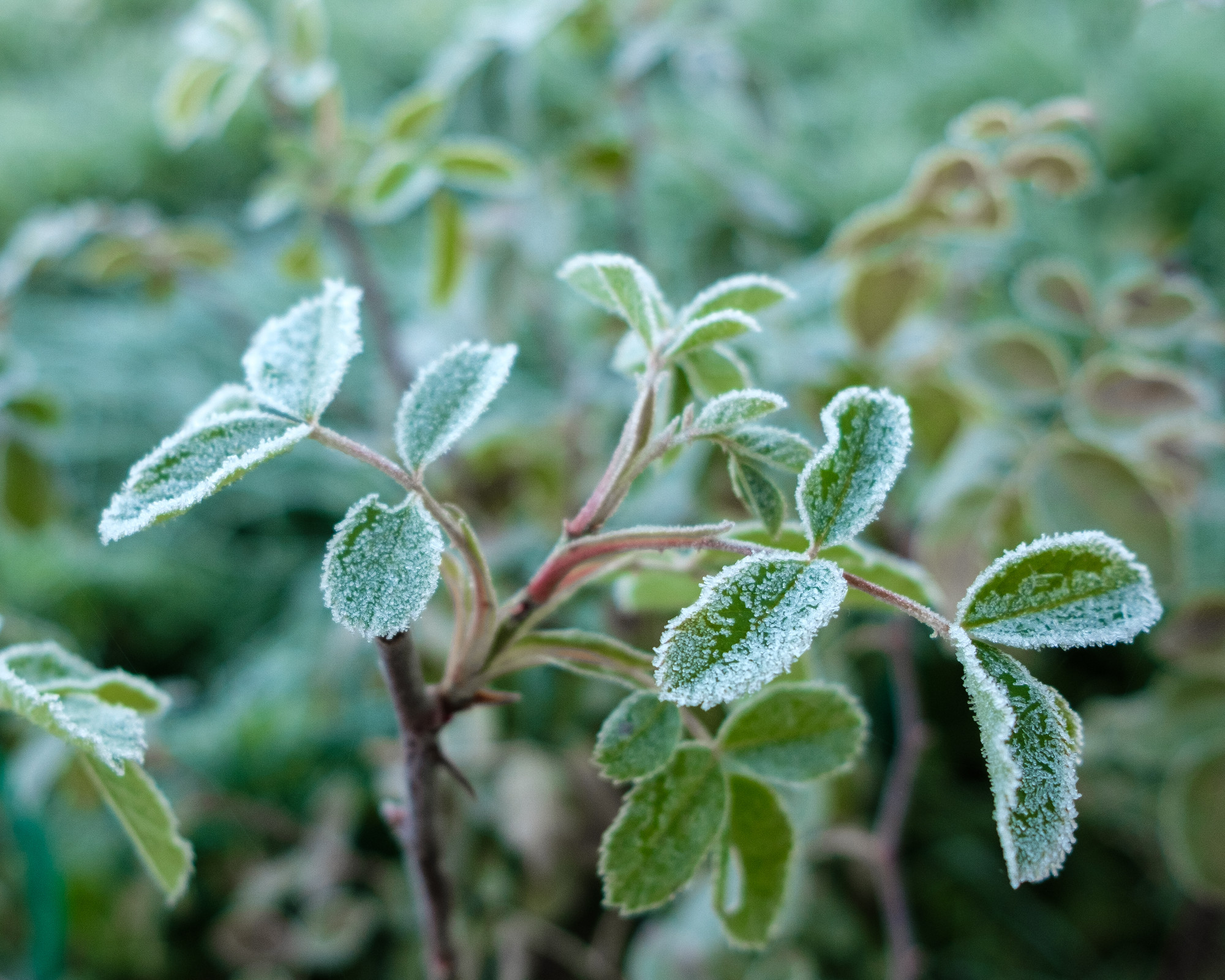 Selective focus on the leaves of a plant covered with white frost.