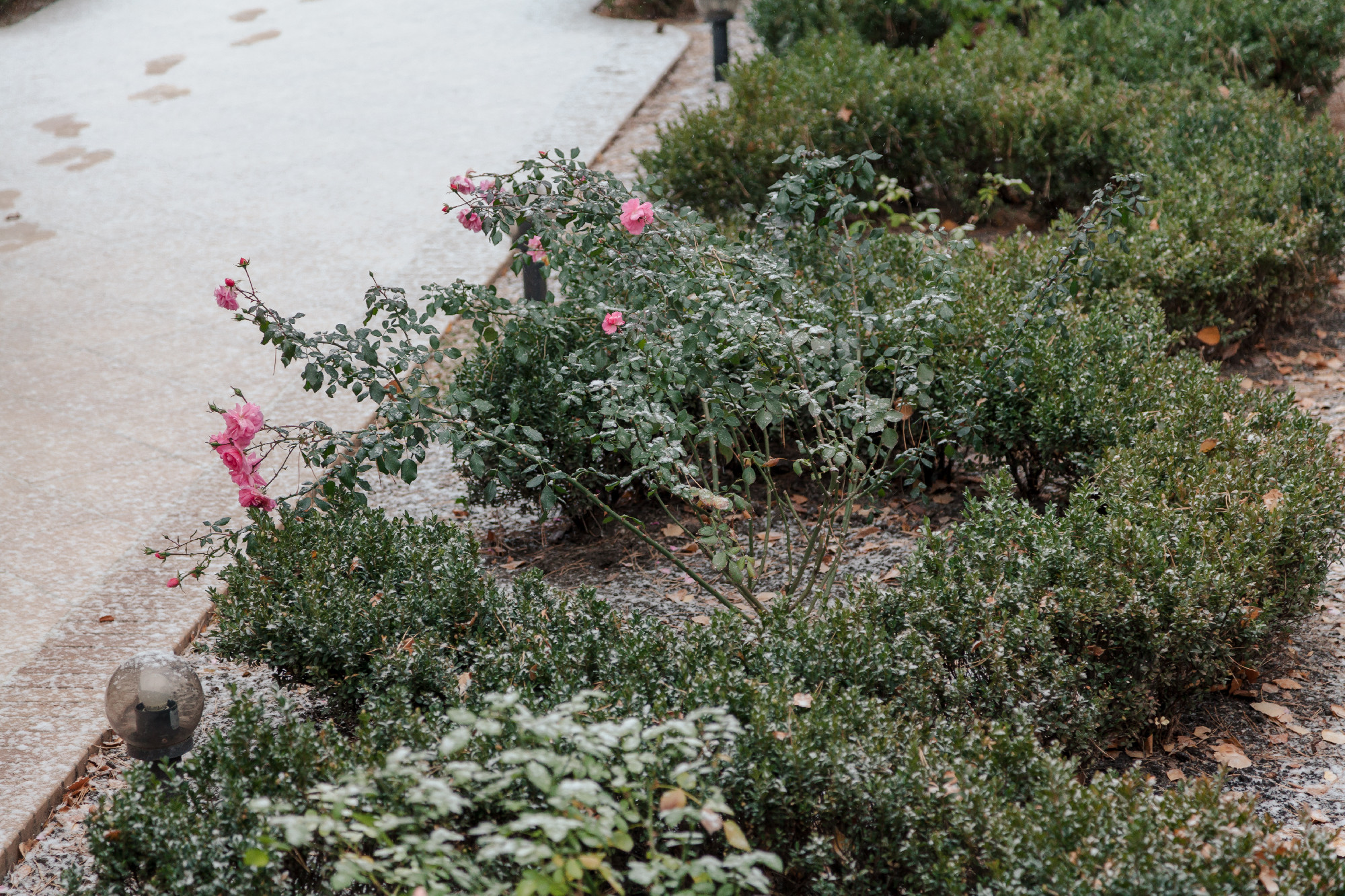 Bush roses with flowers on background of snow in yard
