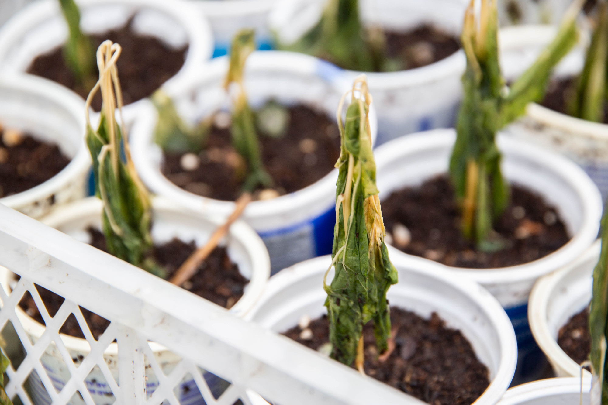 Növényeink belső fagyvédelme