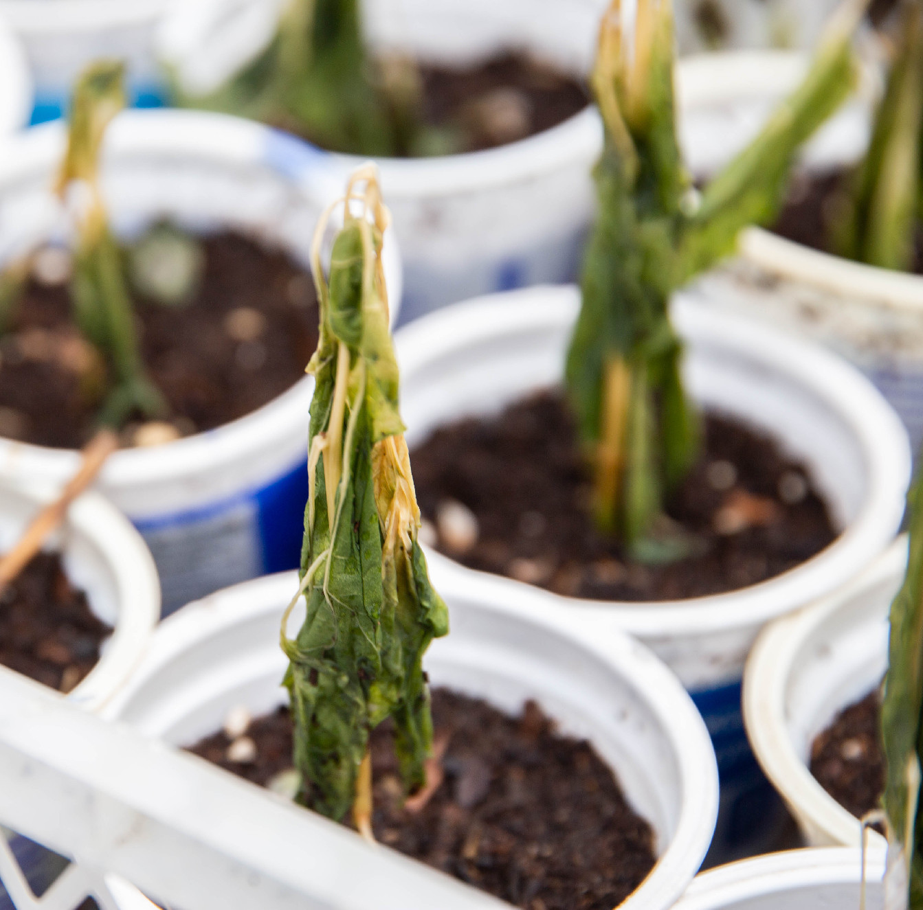 Növényeink belső fagyvédelme