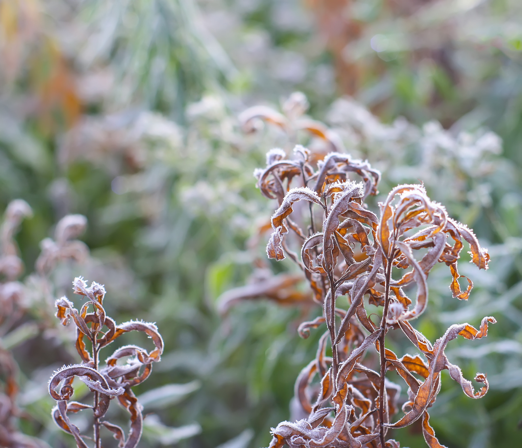 Frozen grass at sunrise close up. Nature background.