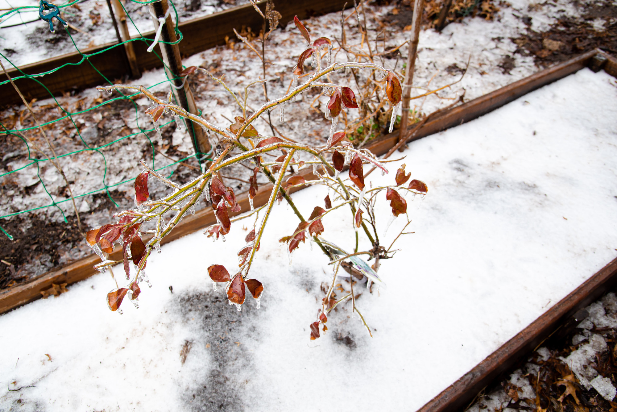 Wrap around nursery tree tag on frozen blueberry tree with ice f