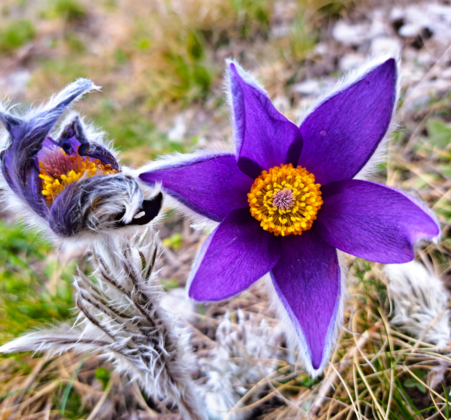 Védett növényeink: a tátogó kökörcsin 