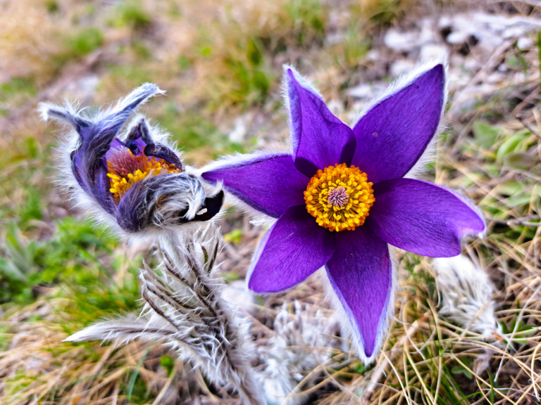Védett növényeink: a tátogó kökörcsin 