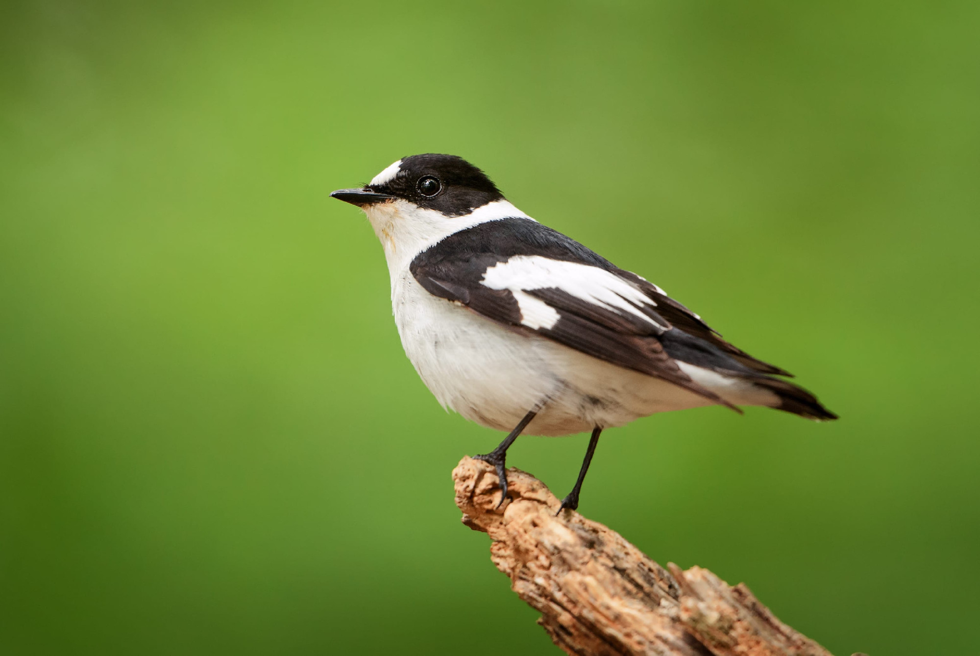 Magyarország madarai: az örvös légykapó